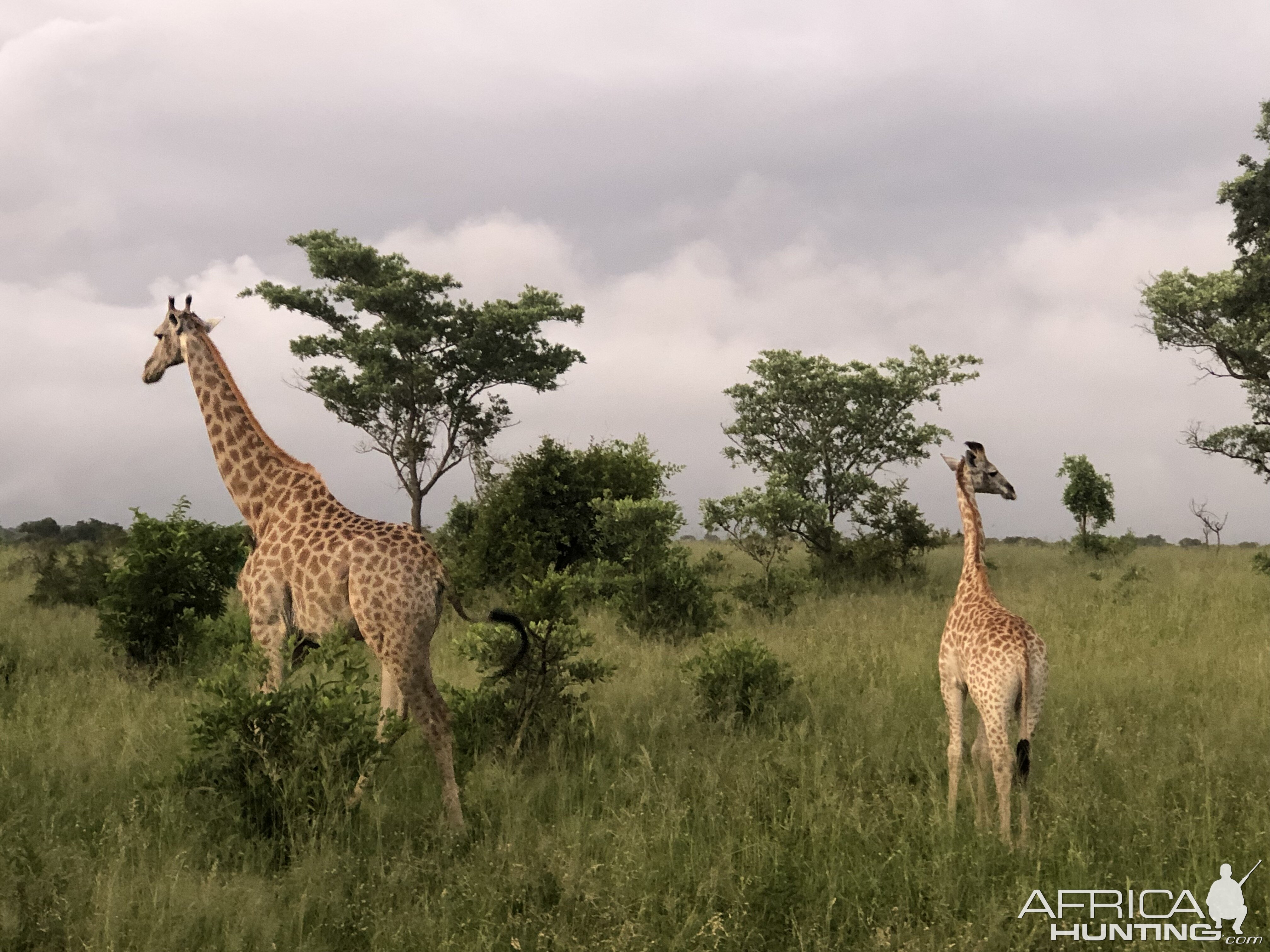 Giraffes in South Africa