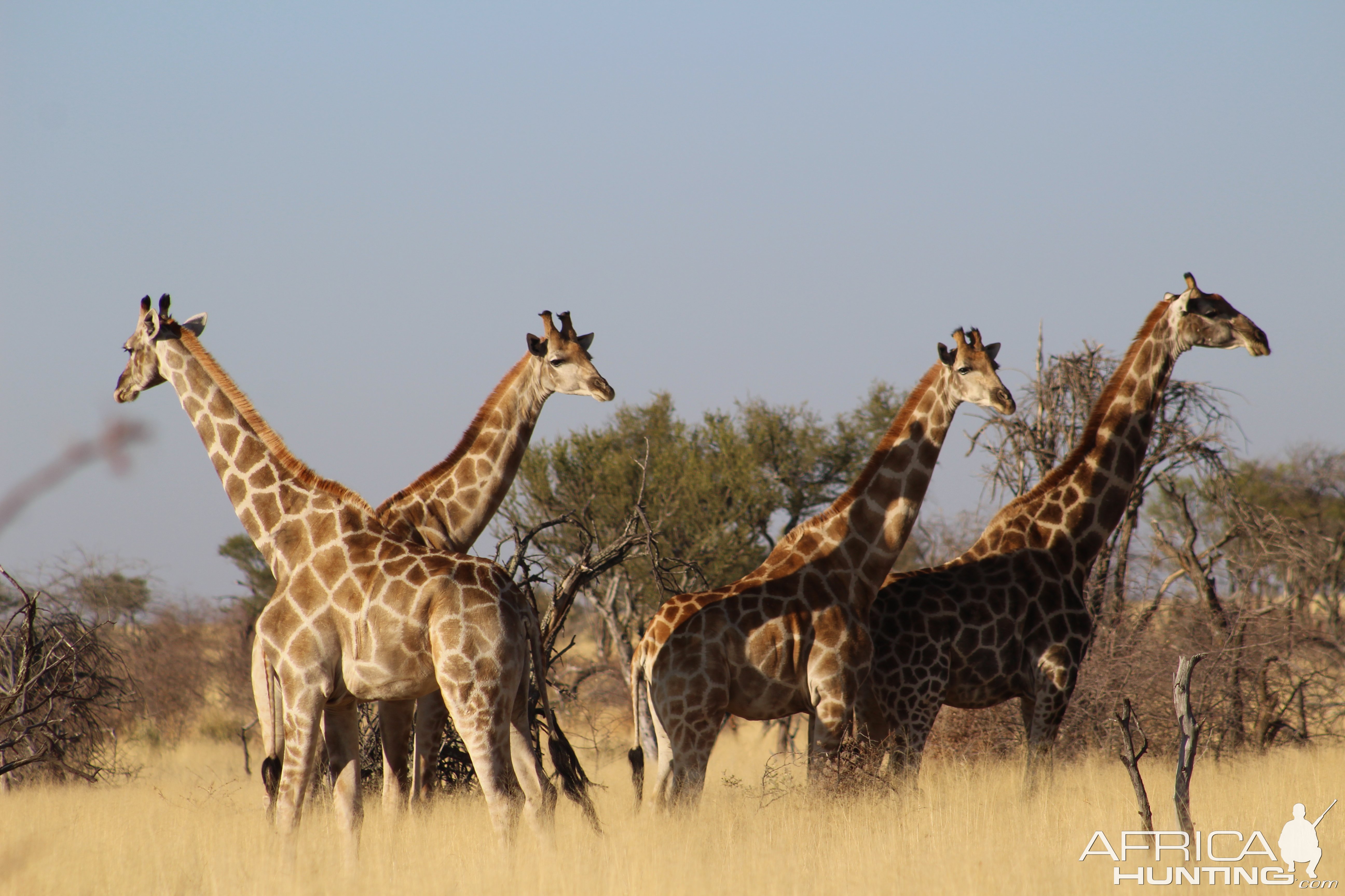 Giraffes Namibia