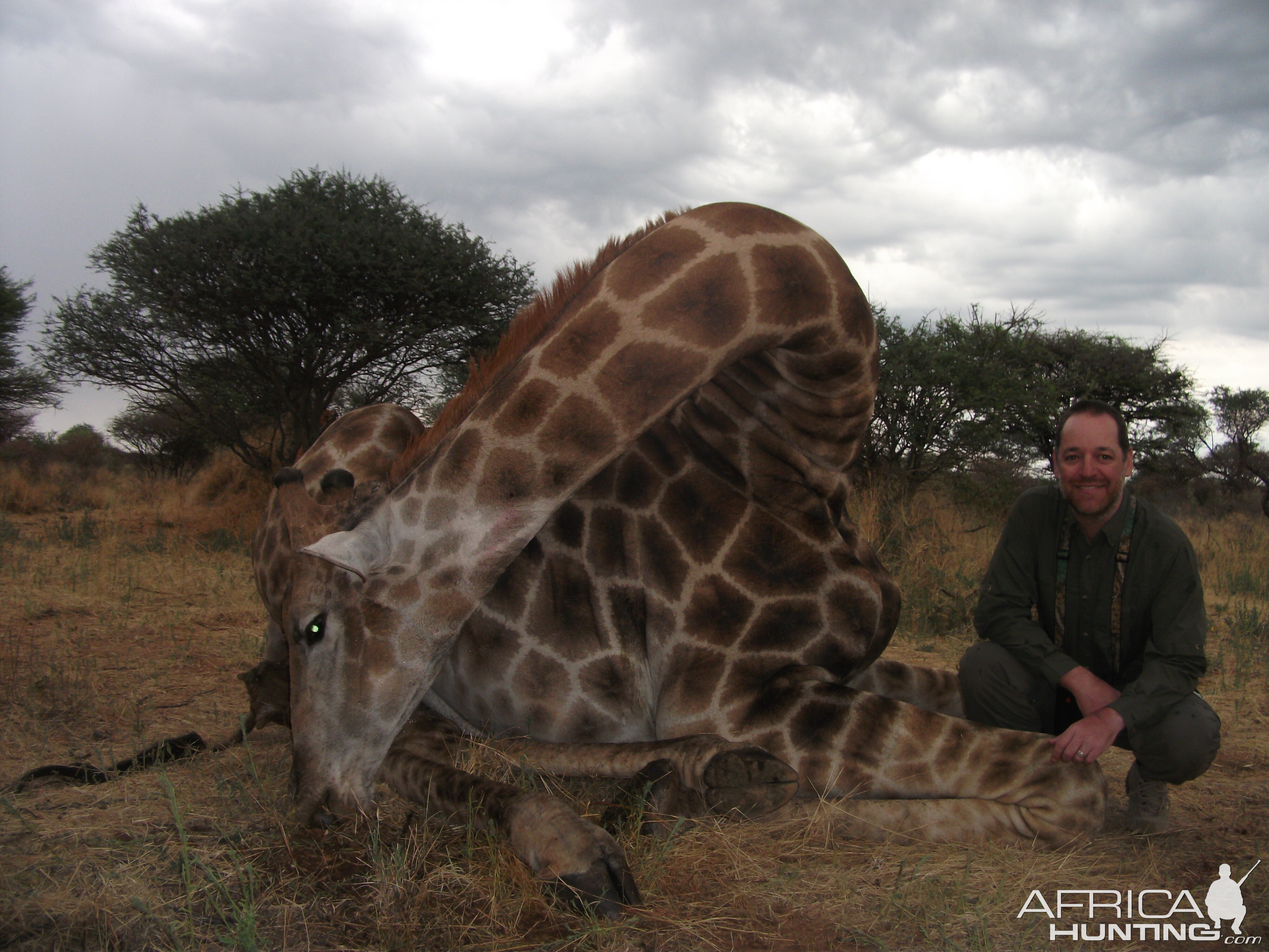 Giraffes Namibia