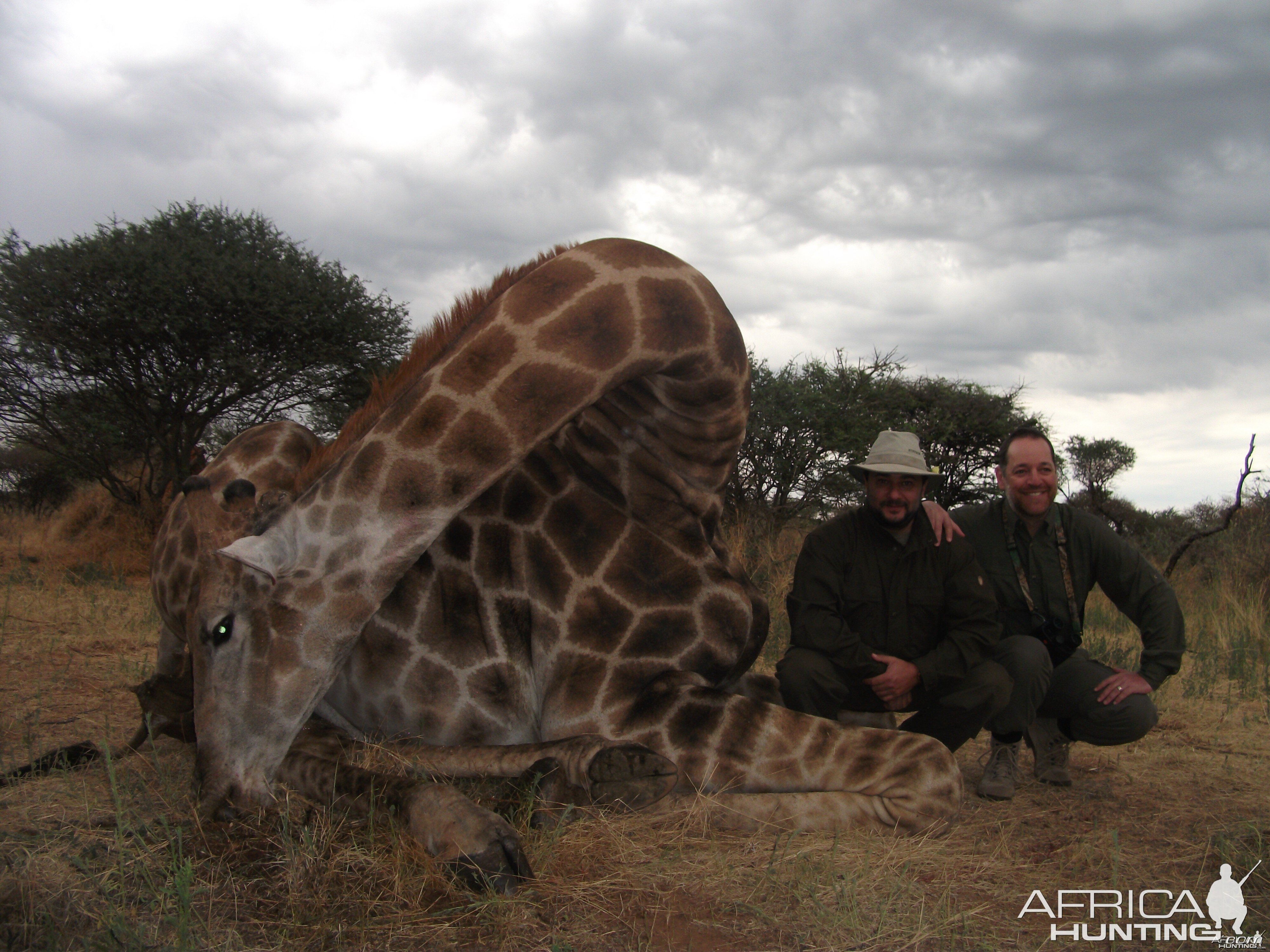 Giraffes Namibia