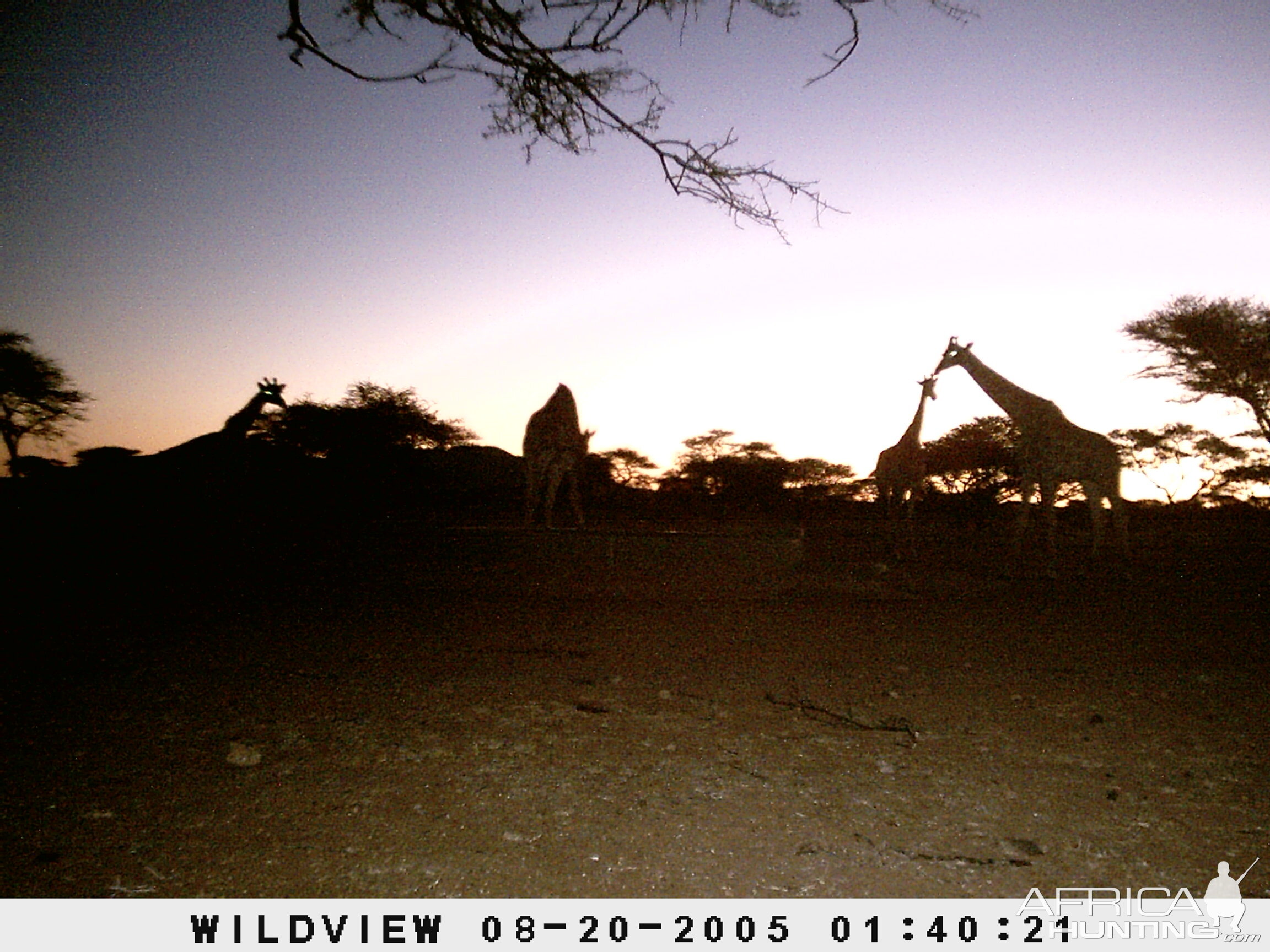 Giraffes, Namibia