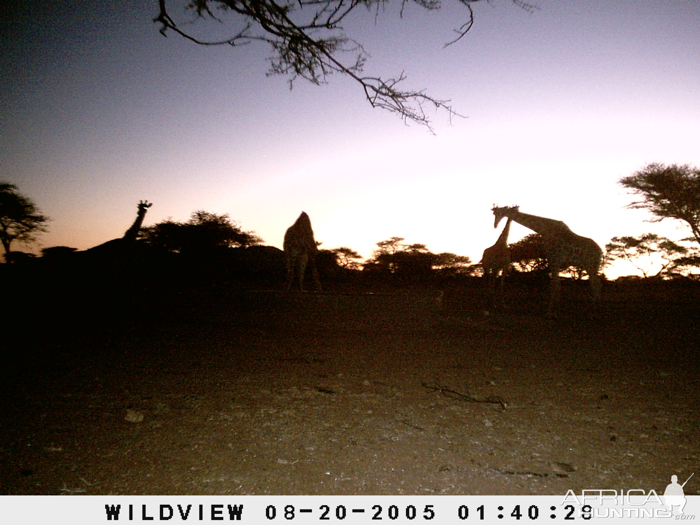 Giraffes, Namibia