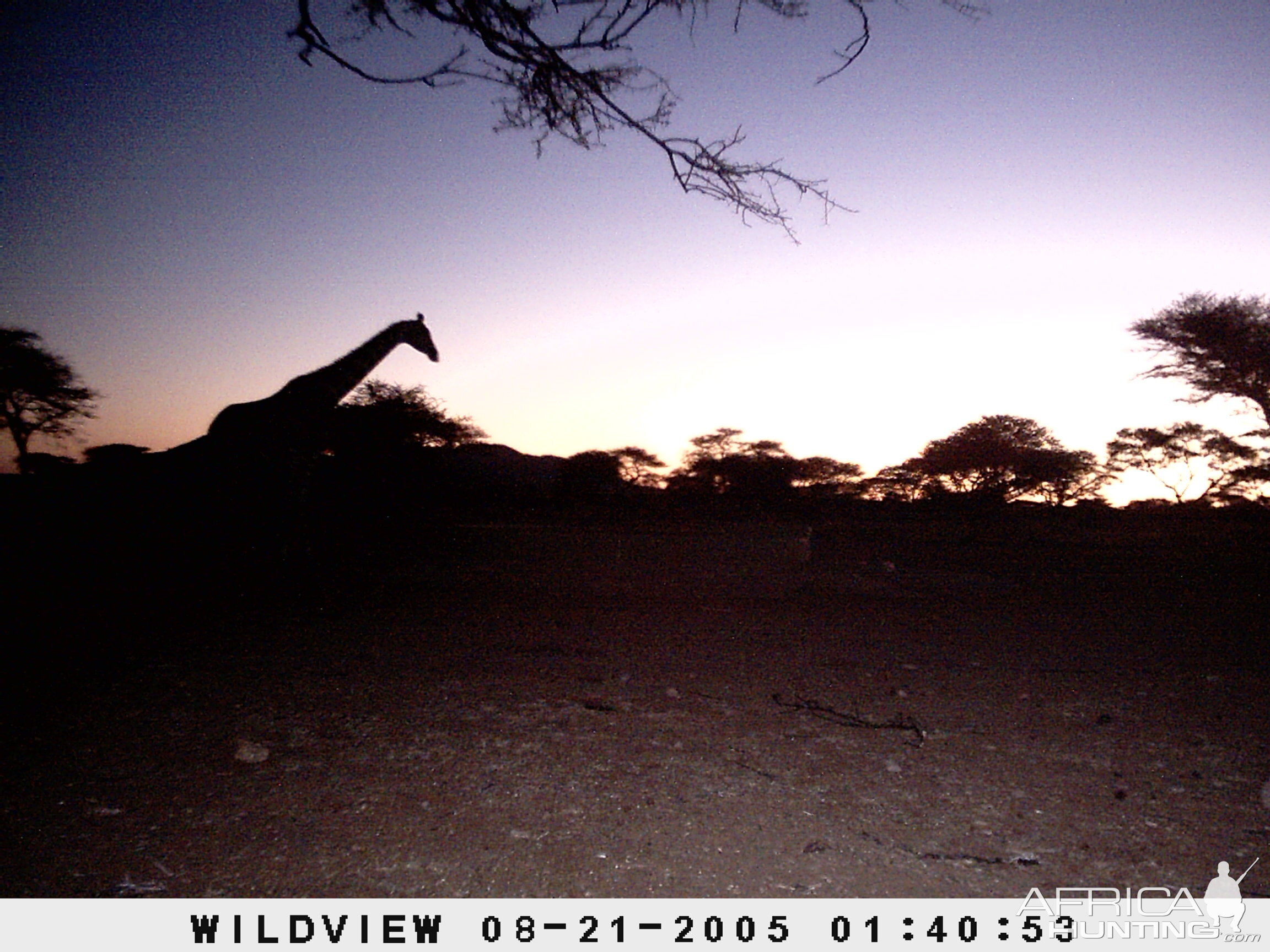 Giraffes, Namibia