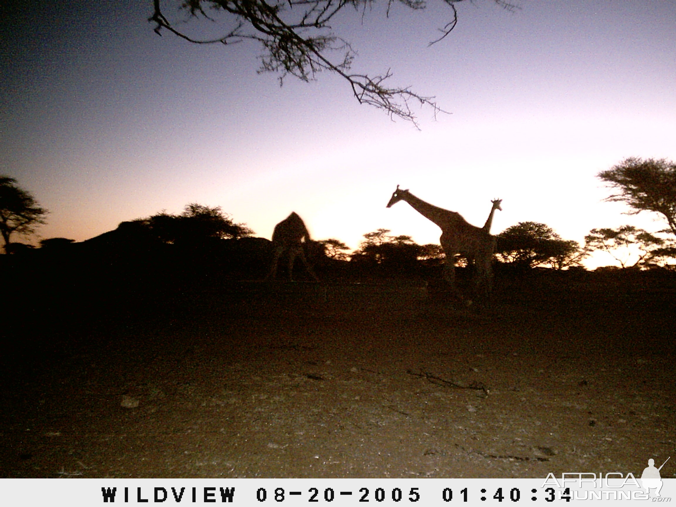 Giraffes, Namibia