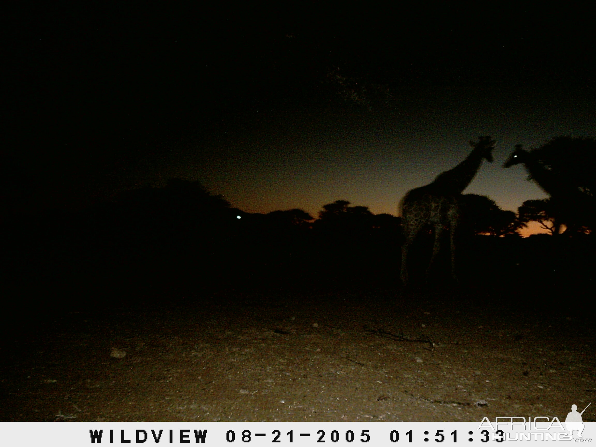 Giraffes, Namibia