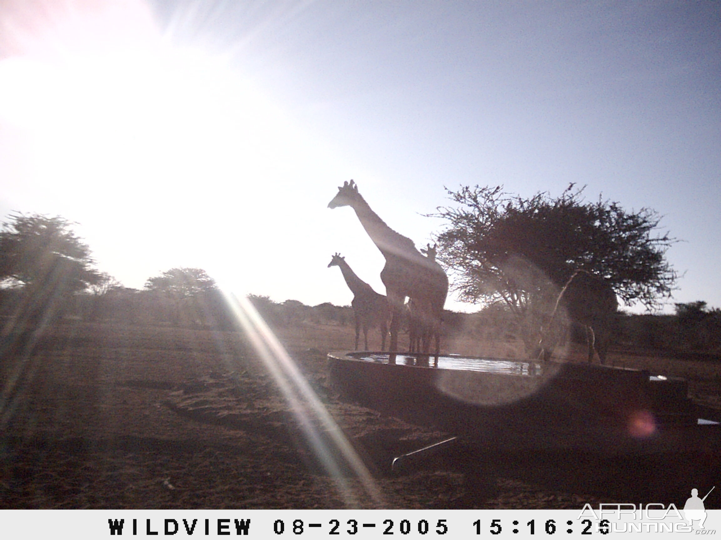 Giraffes, Namibia