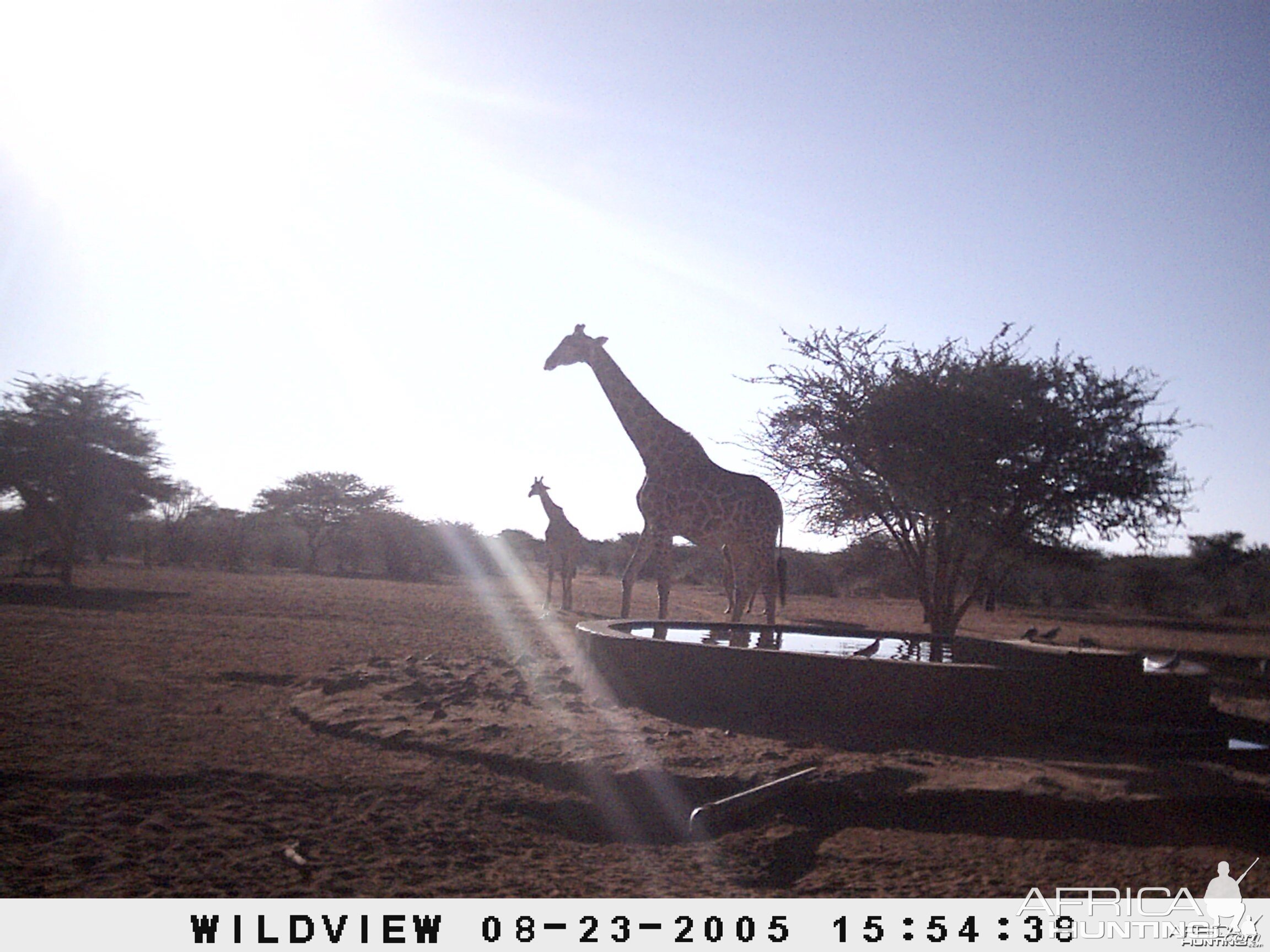 Giraffes, Namibia