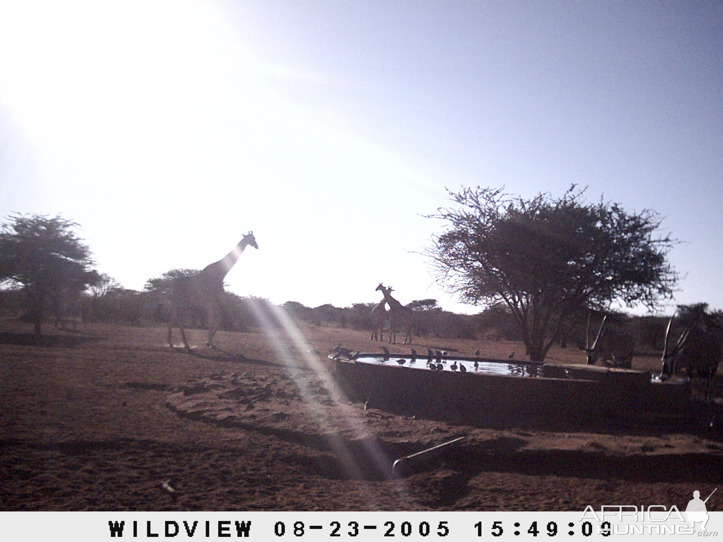 Giraffes, Namibia