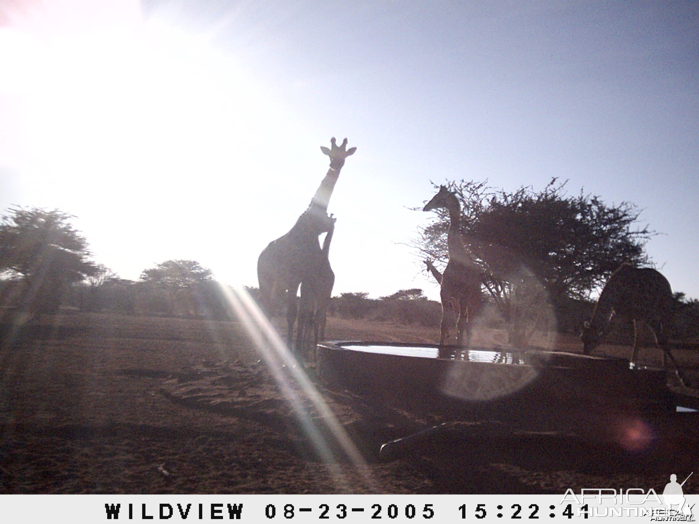 Giraffes, Namibia