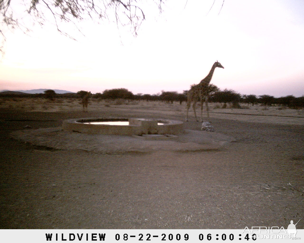 Giraffes, Namibia