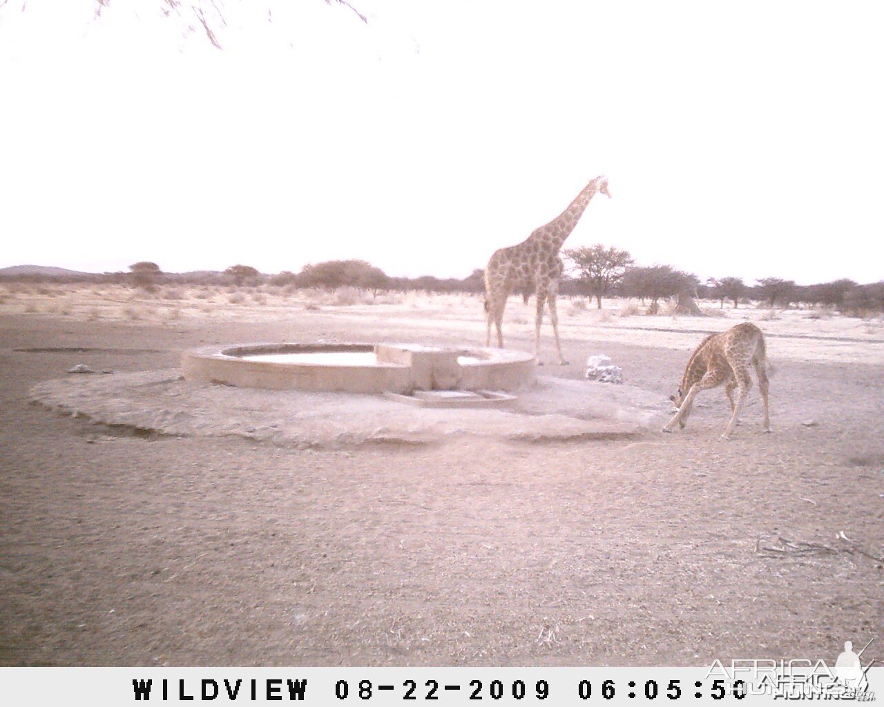 Giraffes, Namibia