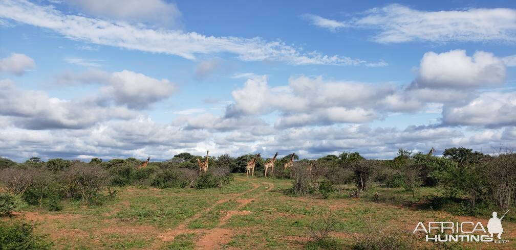 Giraffes South Africa