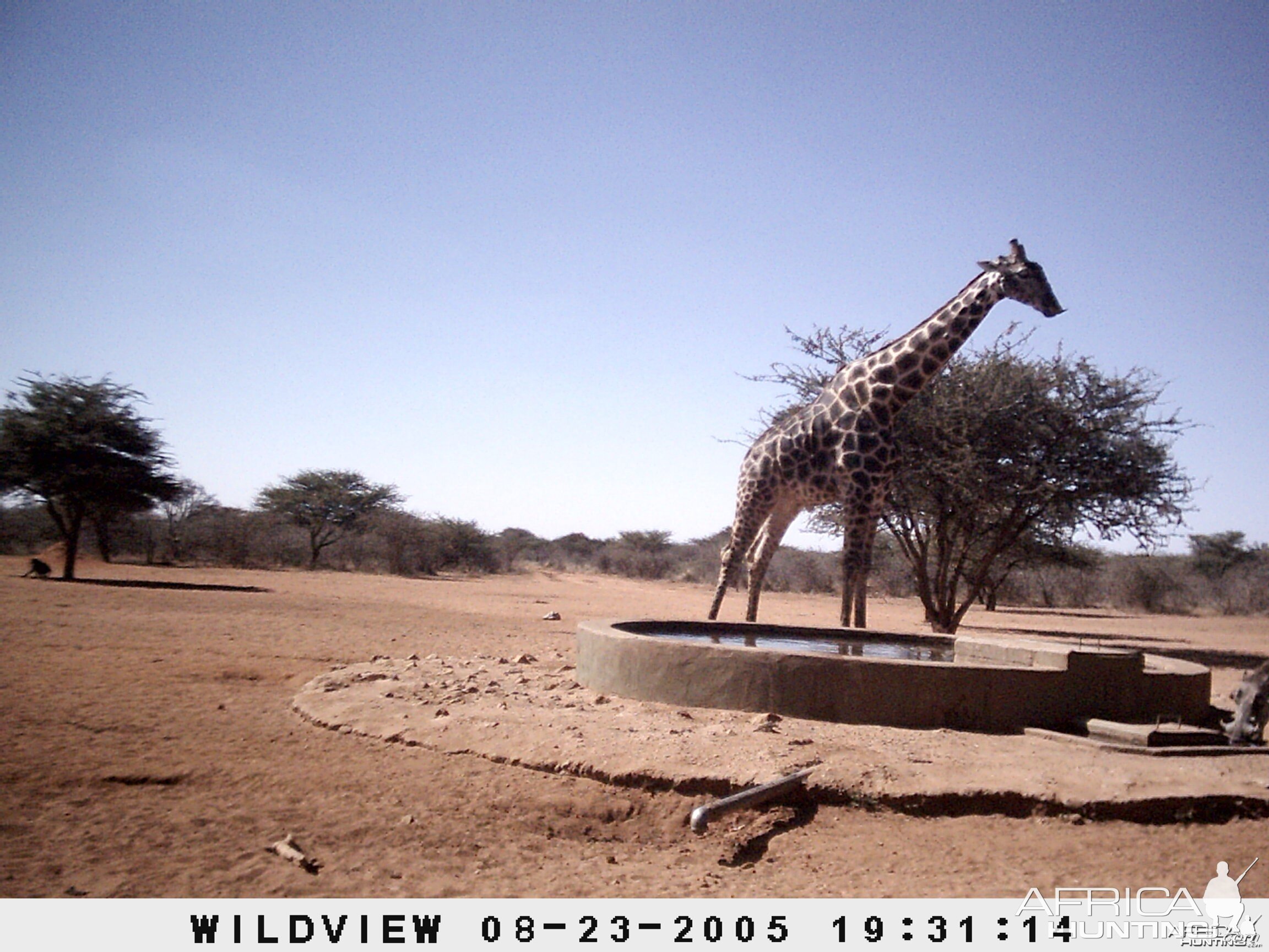 Giraffes, Warthog and Baboon, Namibia