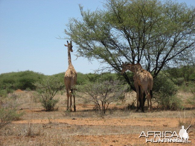 Giraffes