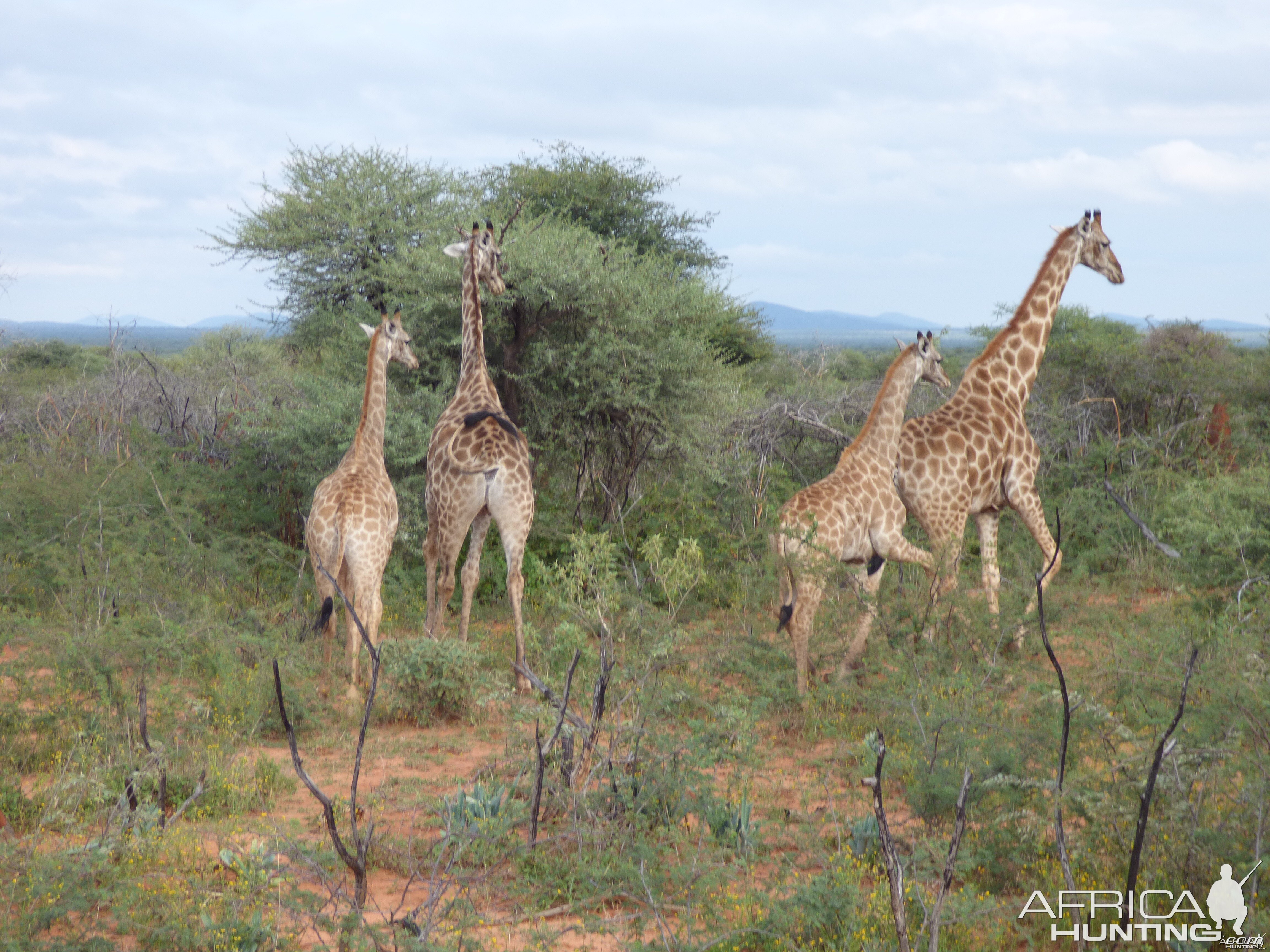 Giraffes