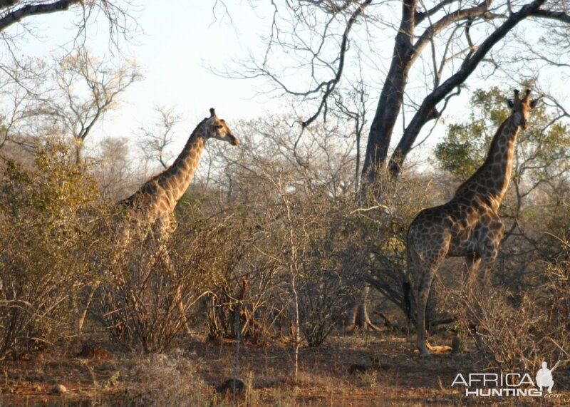 Giraffes