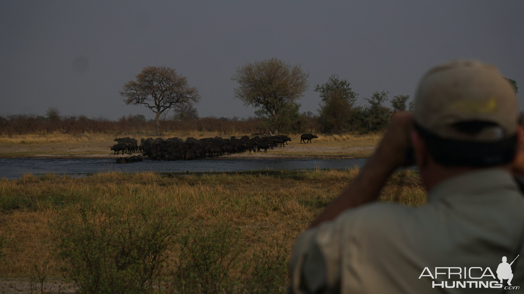 Glassing Buffalo Caprivi Namibia