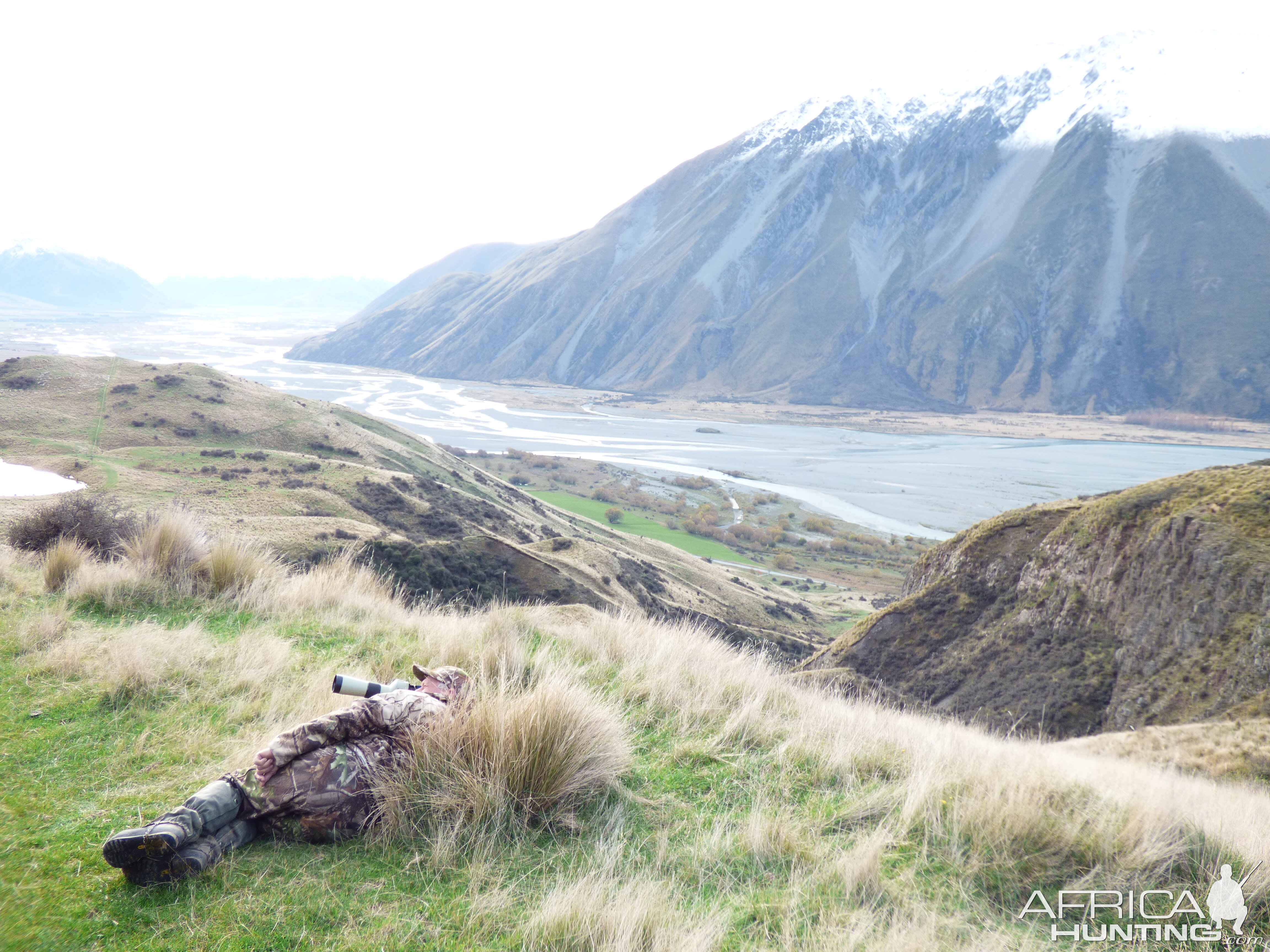 Glassing Tahr in New Zealand