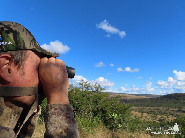 Glassing Wildlife Eastern Cape South Africa