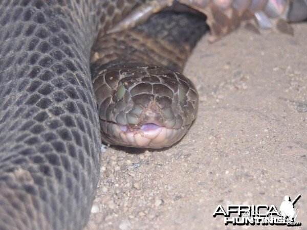 Global Rescue evacuates man bitten by African Cobra