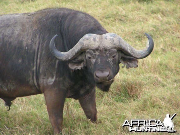 Global Rescue performs field rescue for woman gored by Cape buffalo in Zim