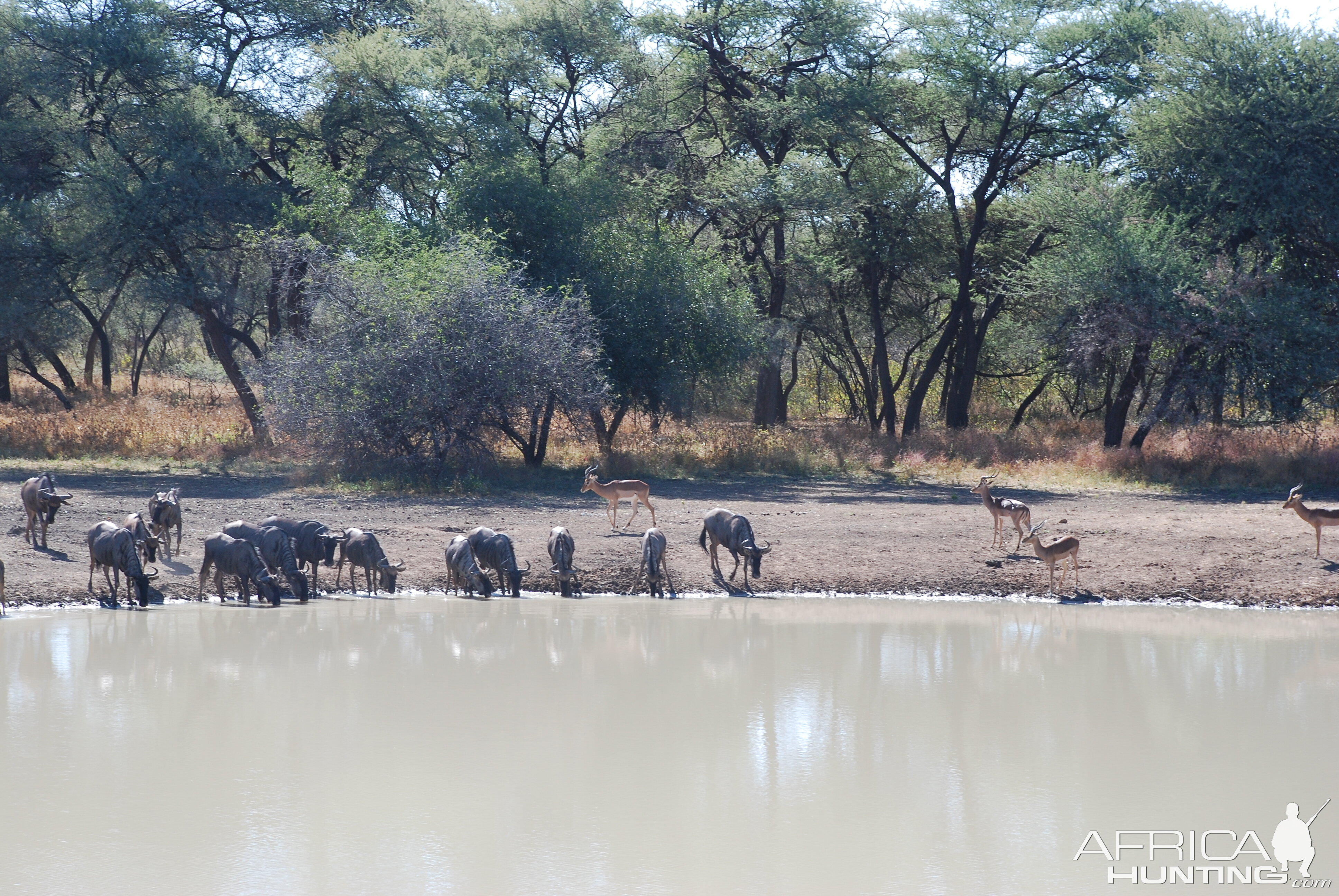 Gnu and Impala