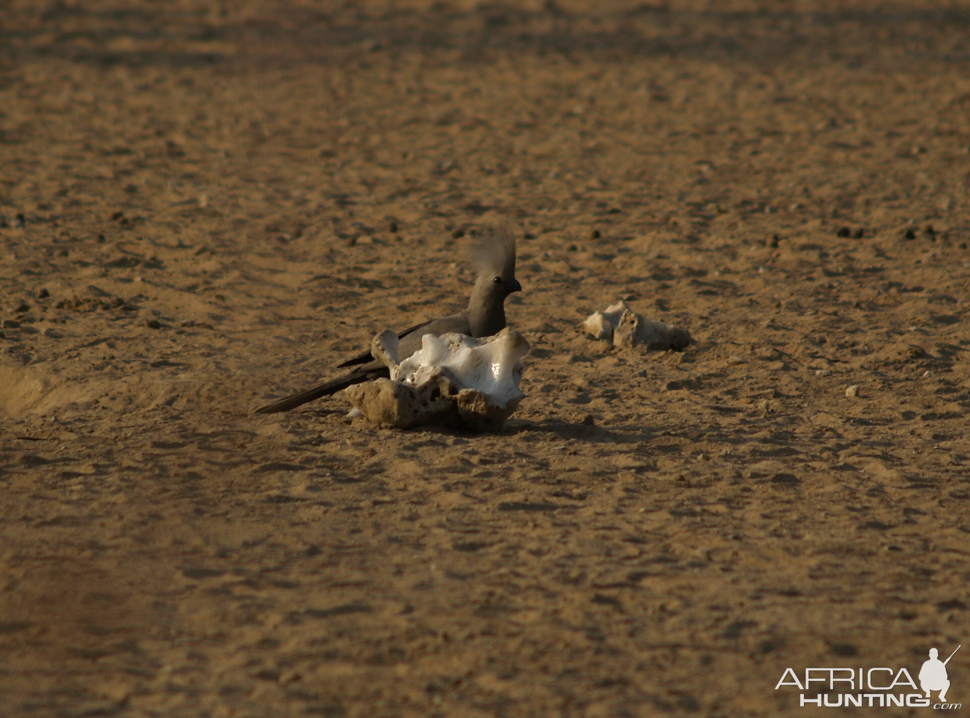 Go Away Bird Namibia