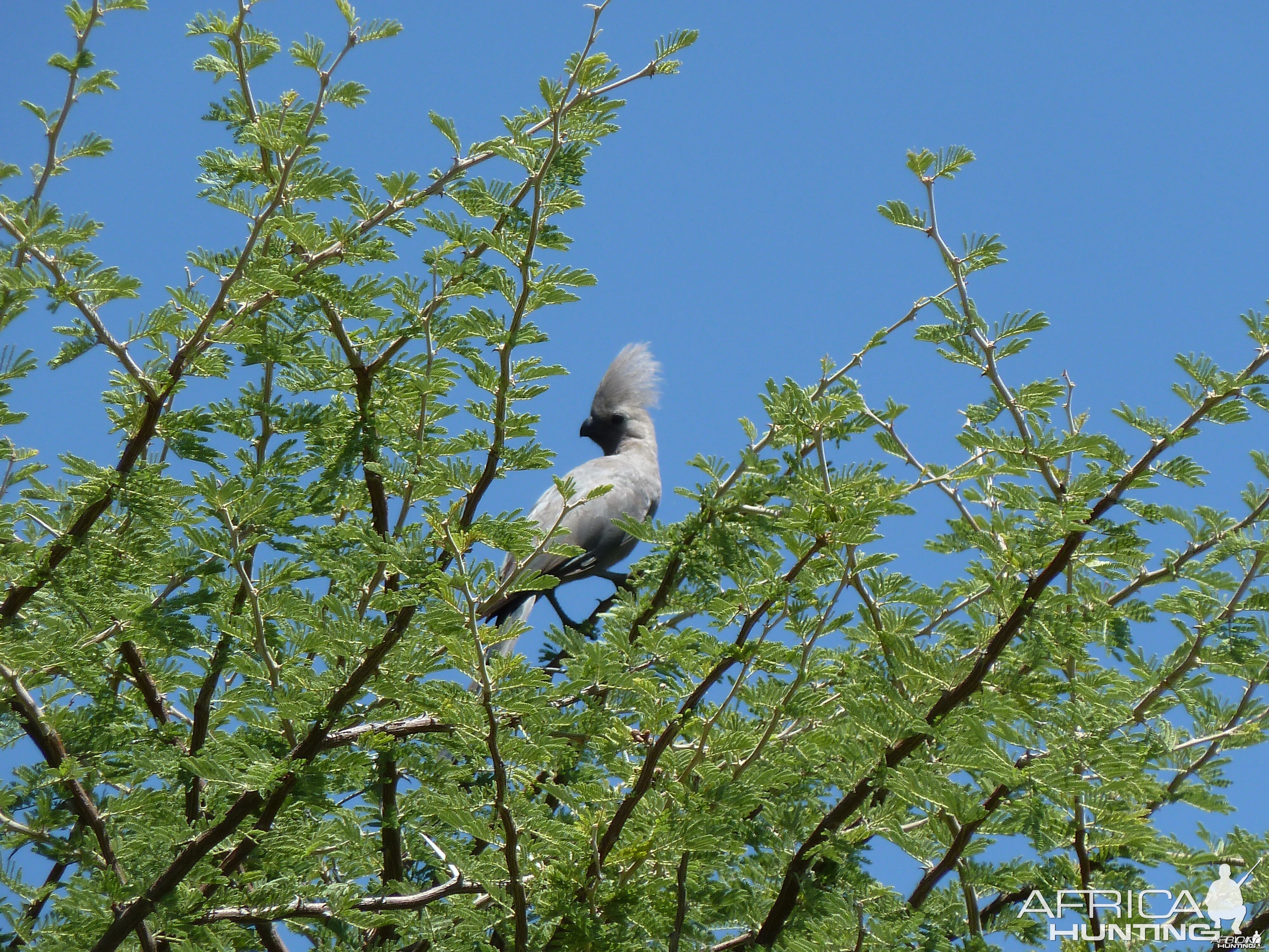 Go Away Bird