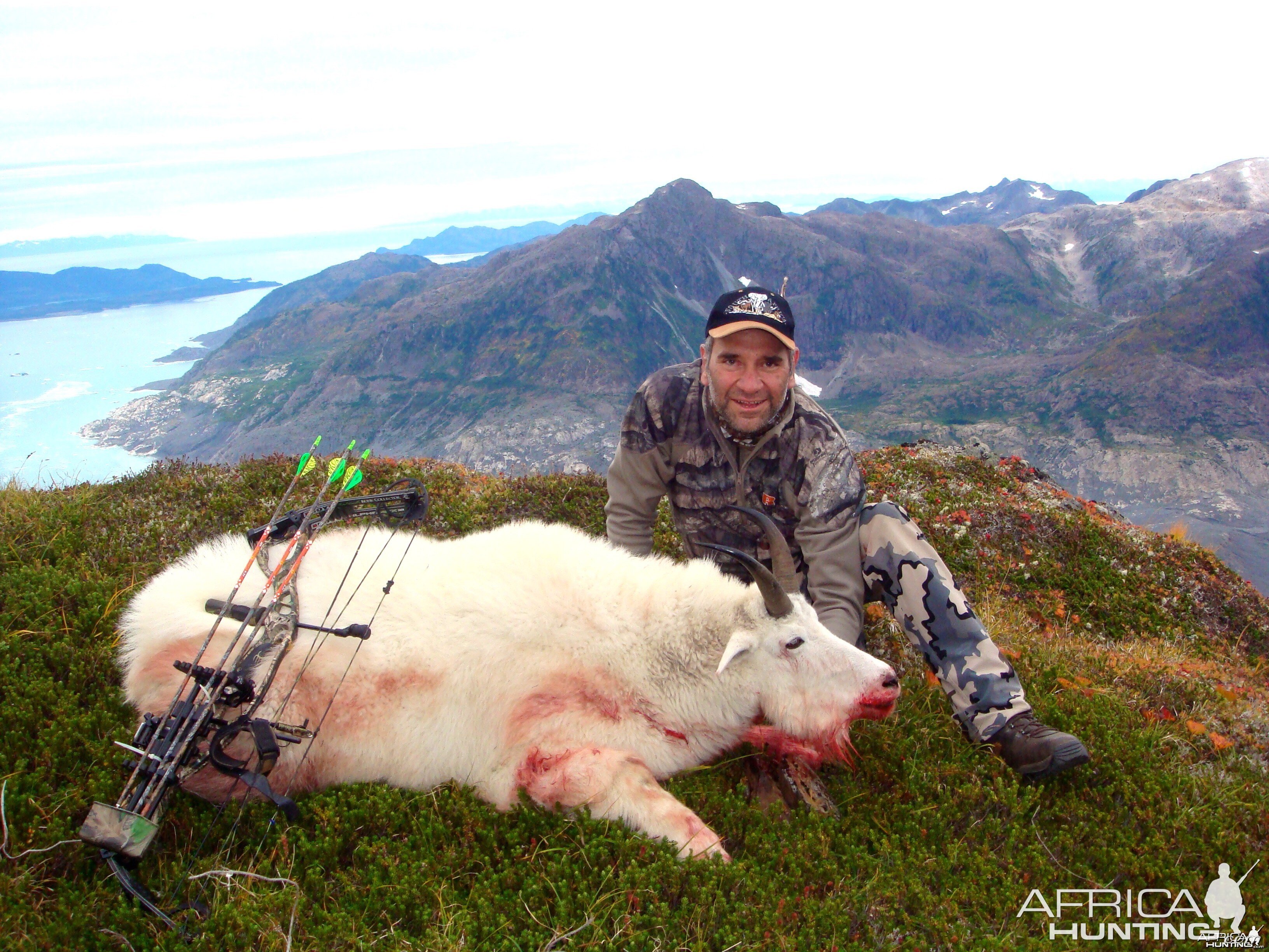 Goat in Alaska