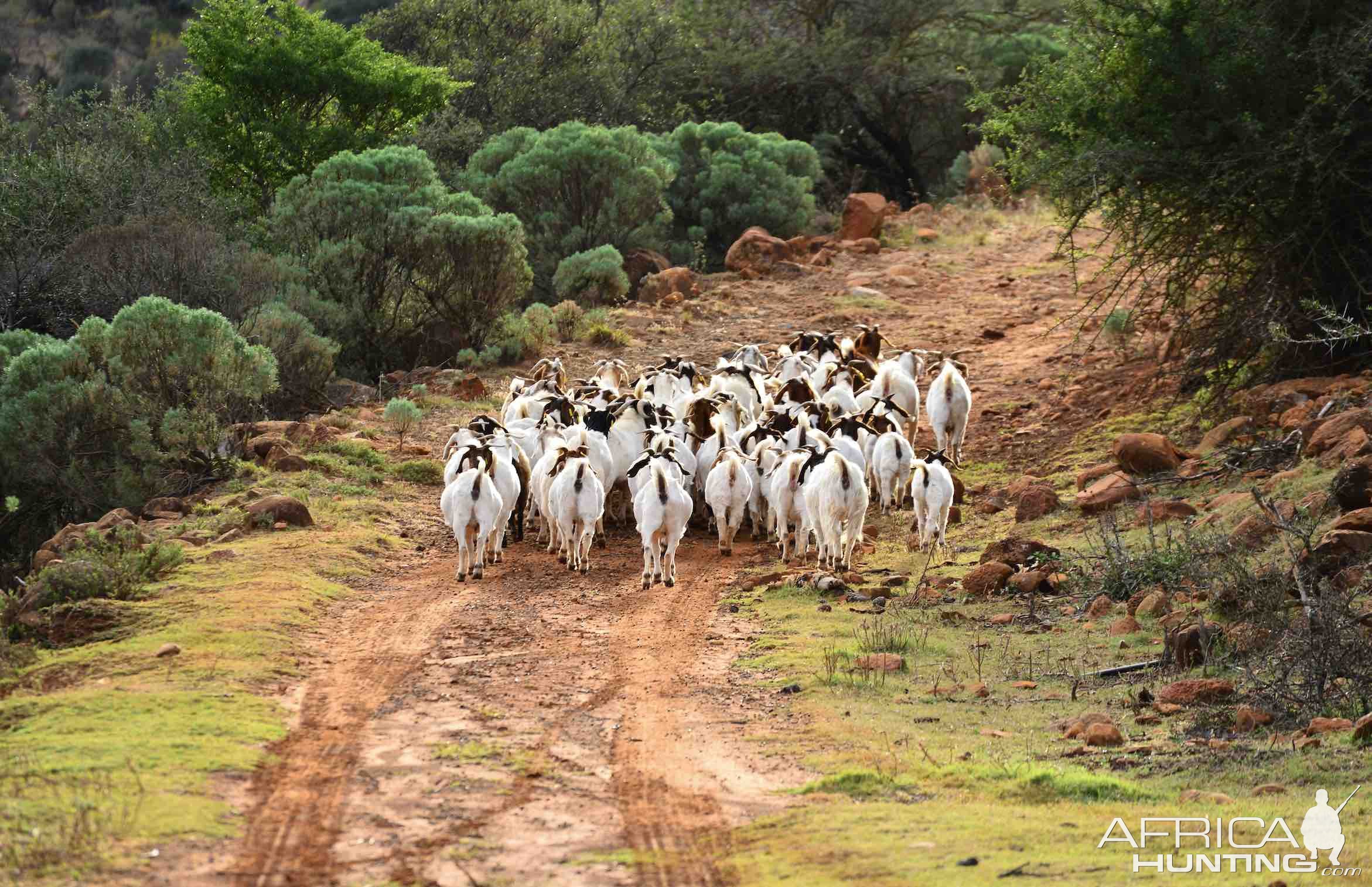 Goats Track Eastern Cape South Africa