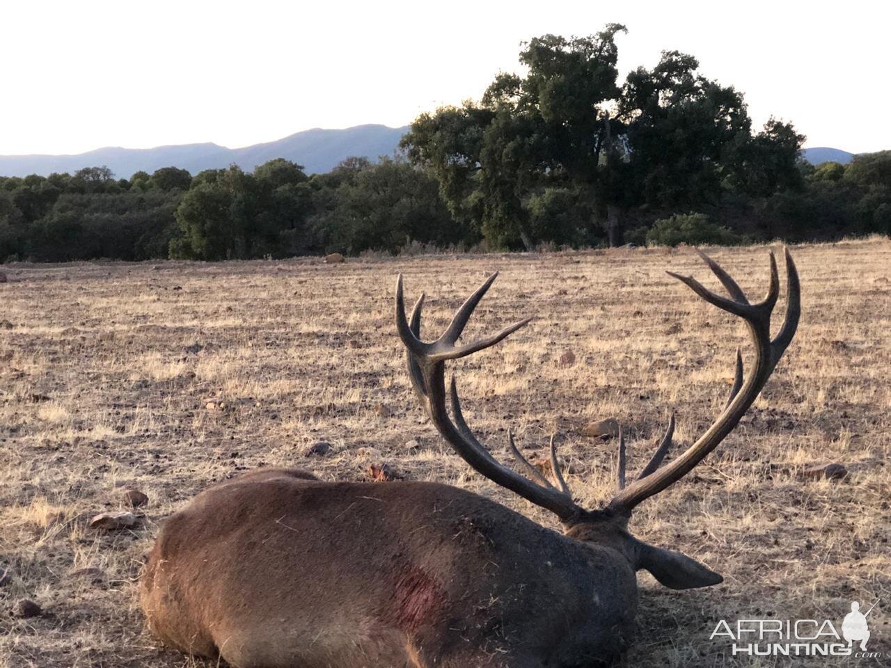 Gold Red Stag