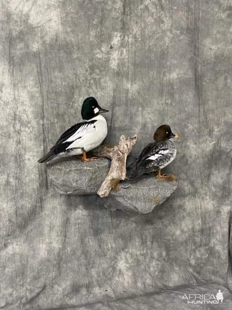 Golden-eye Duck Full Mount Taxidermy