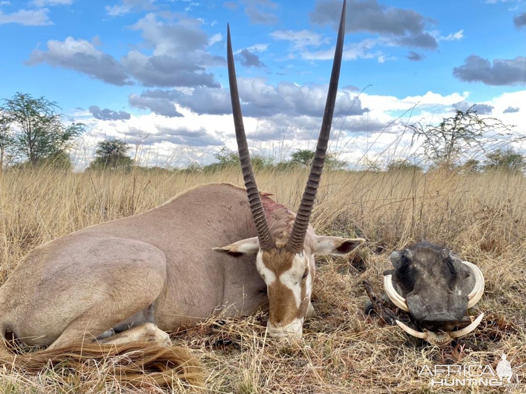 Golden Gemsbok and Warthog Hunt Namibia