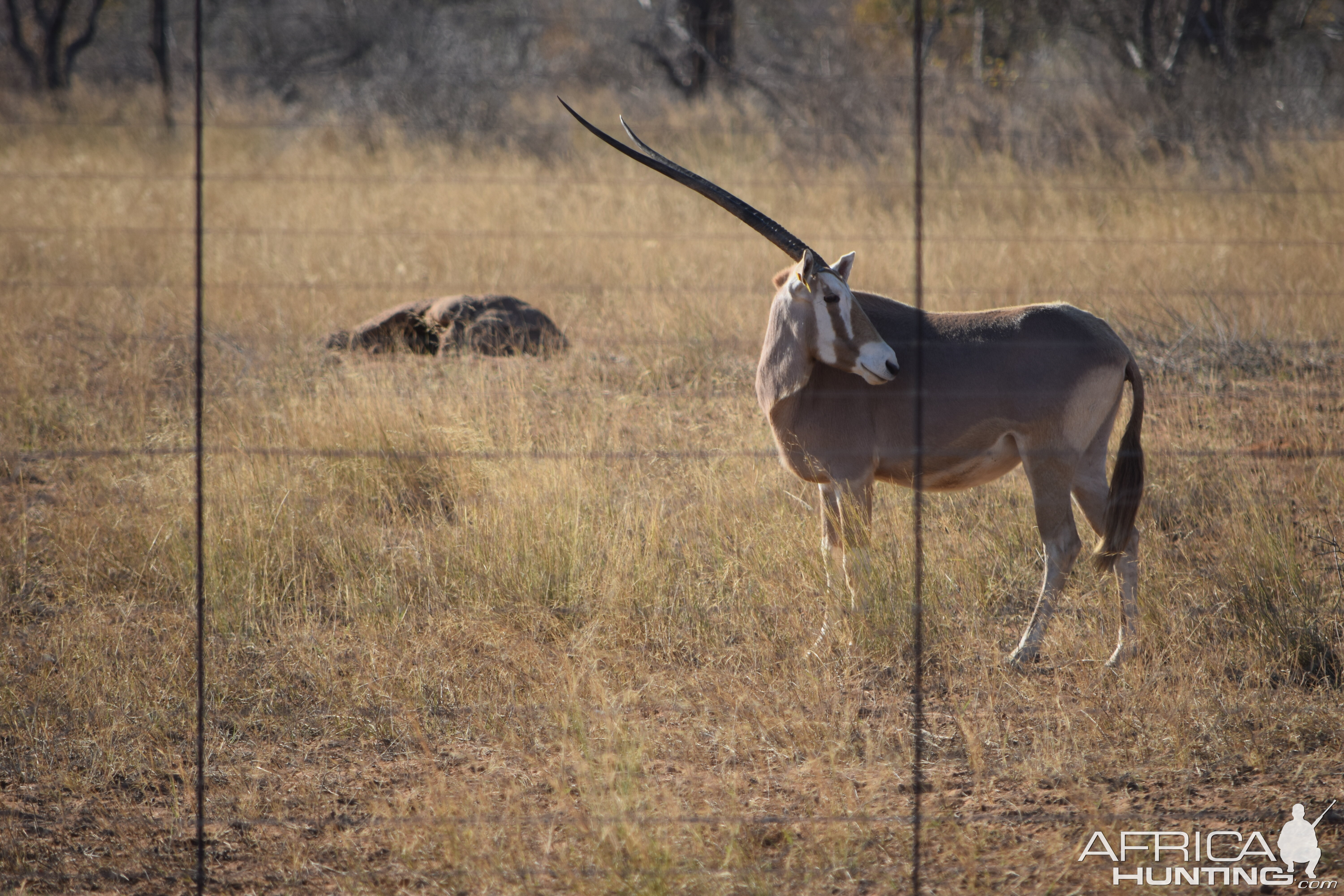 golden gemsbok