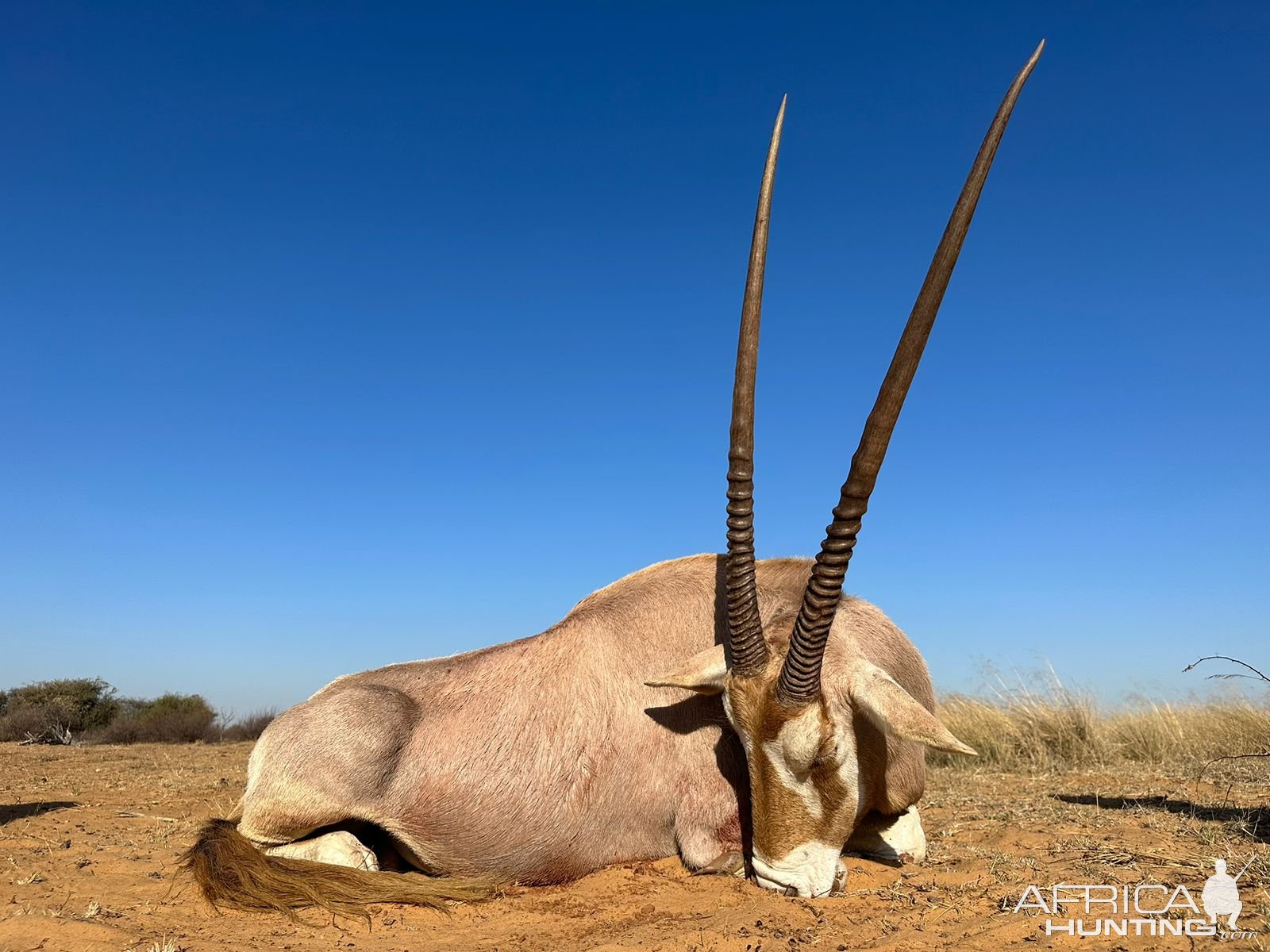 Golden Oryx Hunt