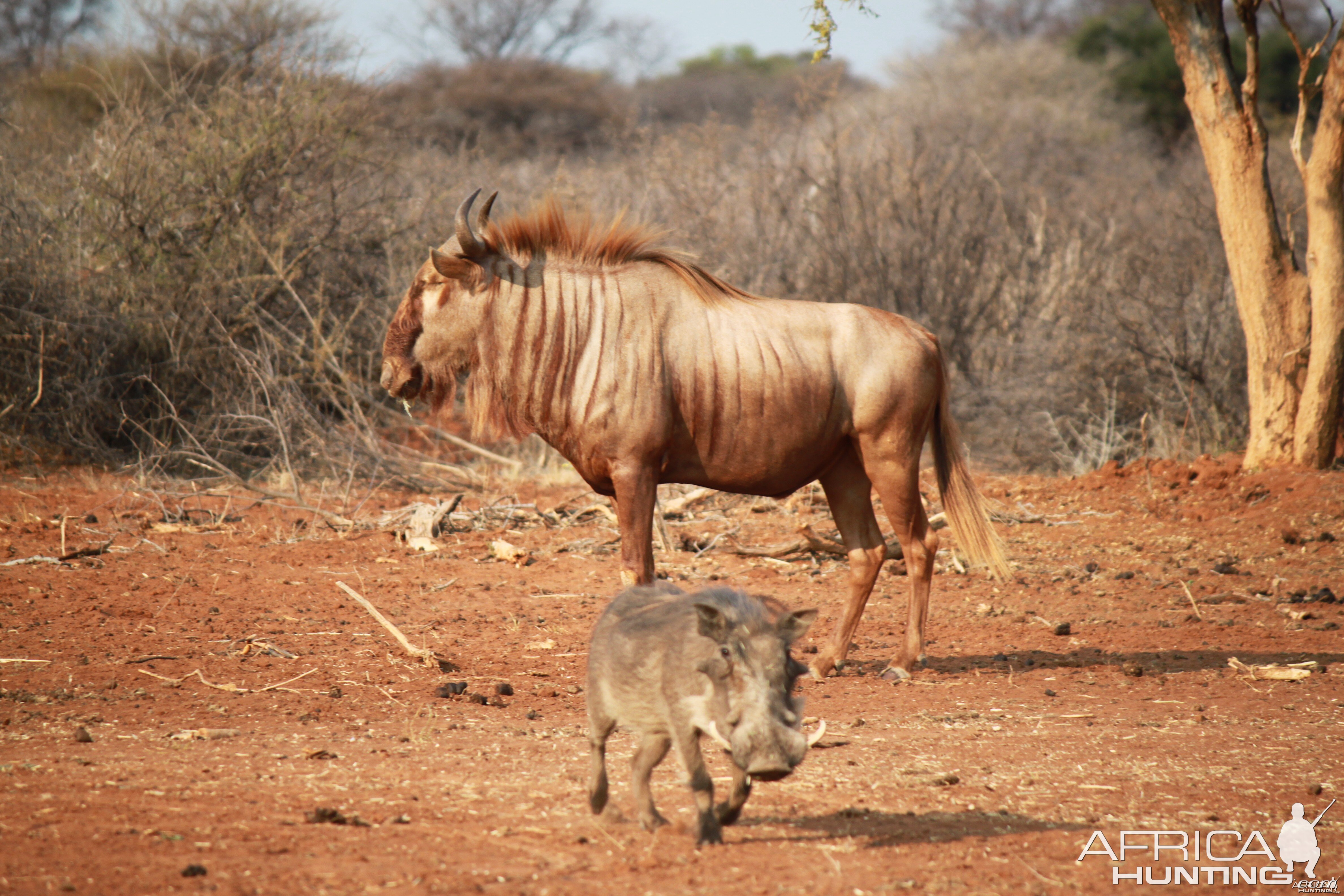 Golden Phase Wildebeest Limcroma Safaris