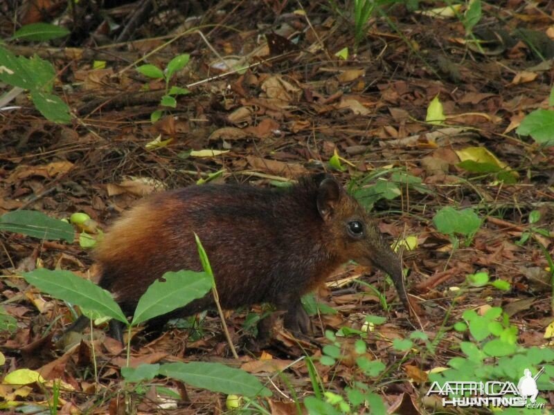 Golden-rumped elephant Shrew