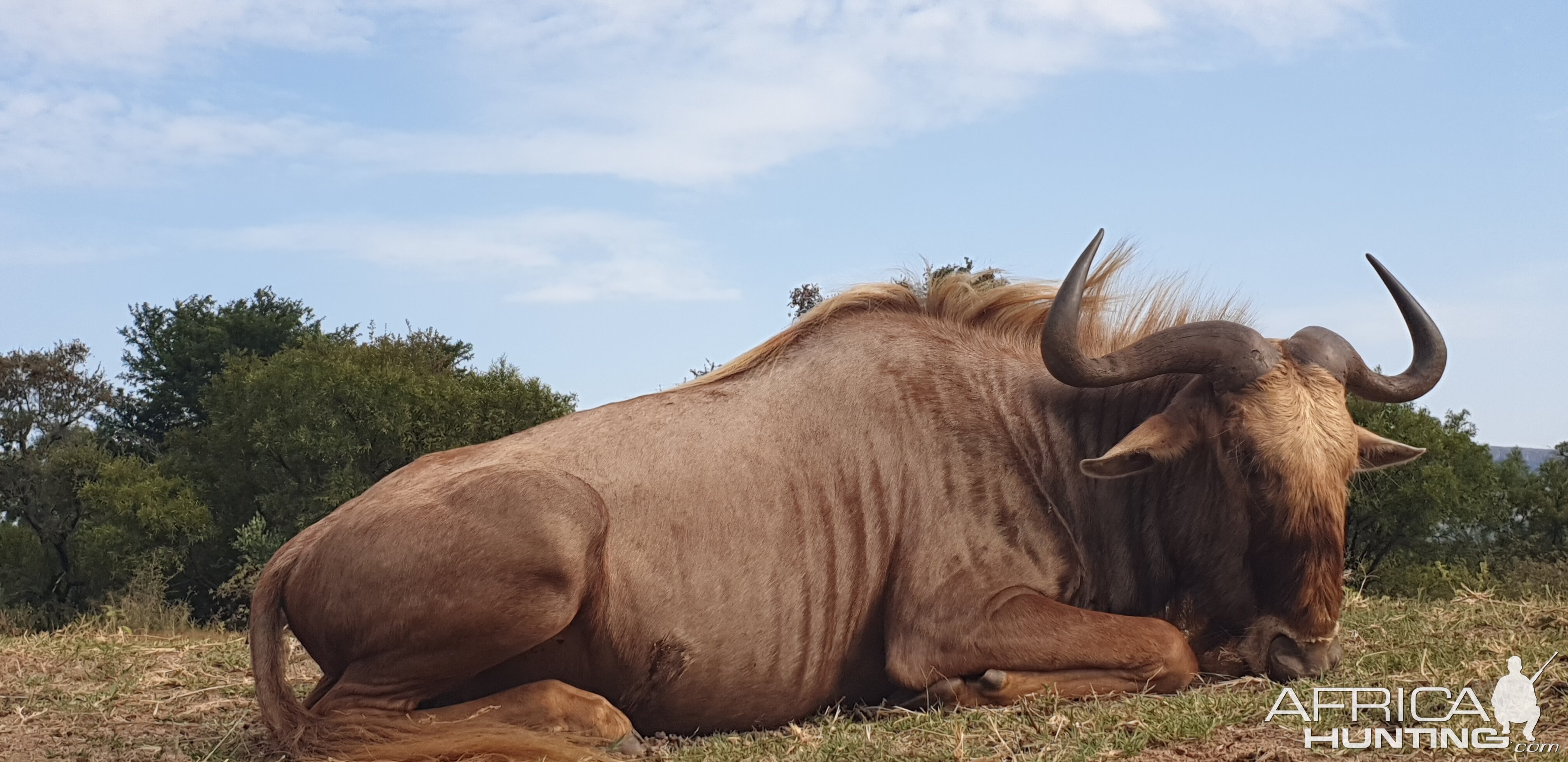 Golden Wildebeast