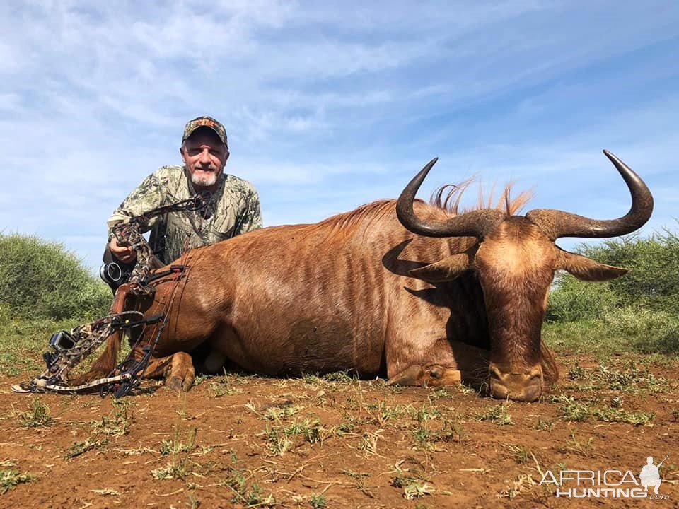 Golden Wildebeest Bow Hunt North Limpopo South Africa