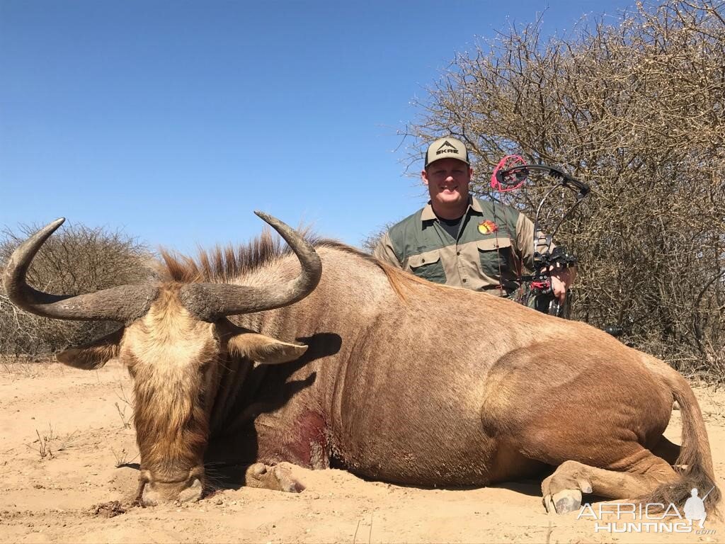 Golden Wildebeest Bow Hunt South Africa