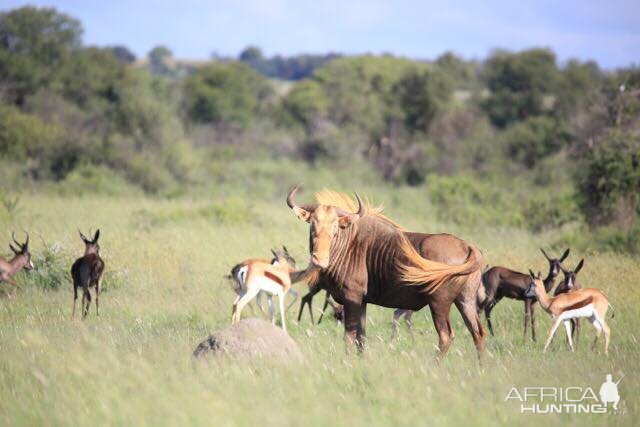 Golden Wildebeest,  Common & Black Springbok South Africa