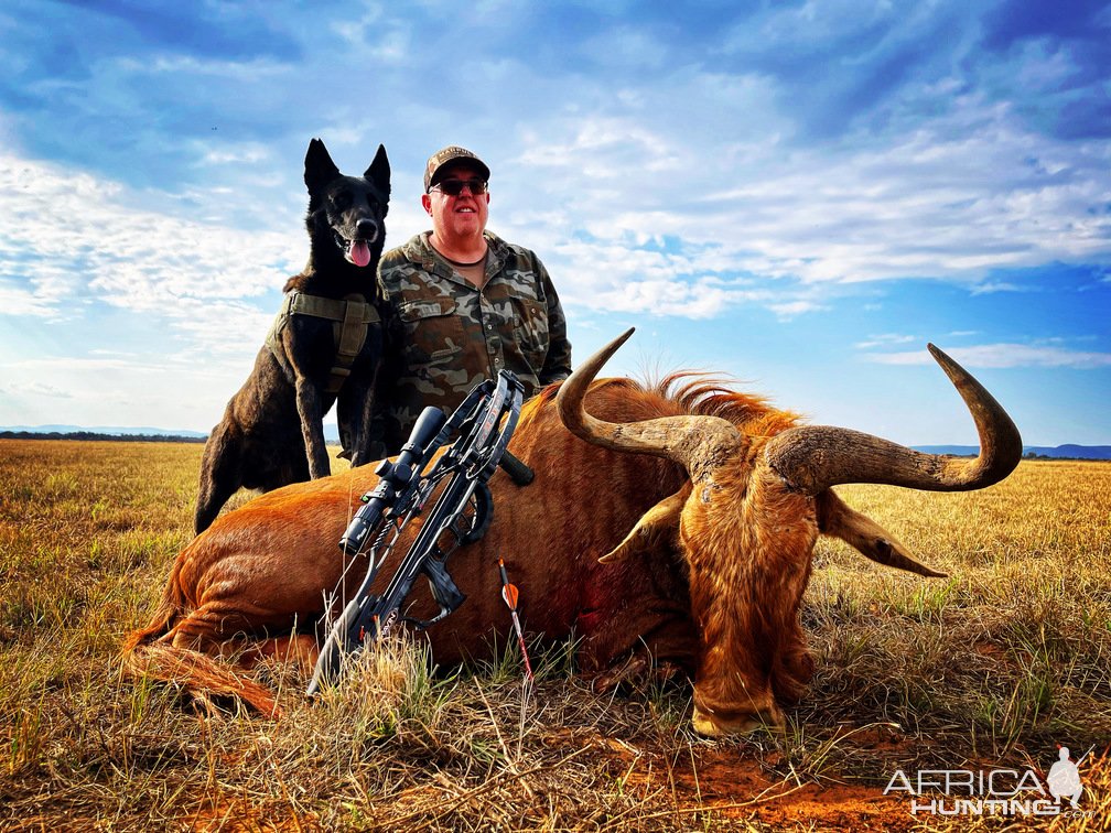 Golden Wildebeest Crossbow Hunt South Africa