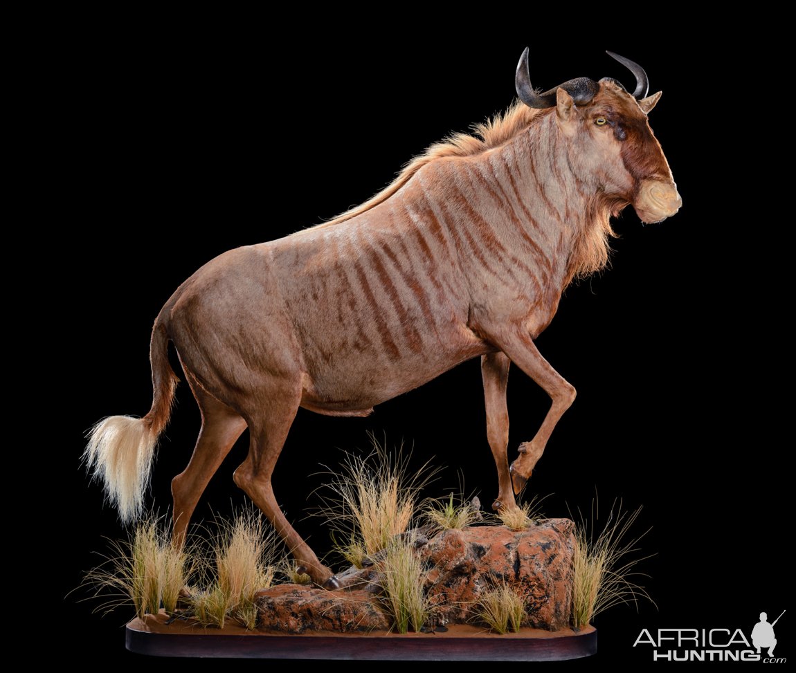 Golden Wildebeest Full Mount Taxidermy