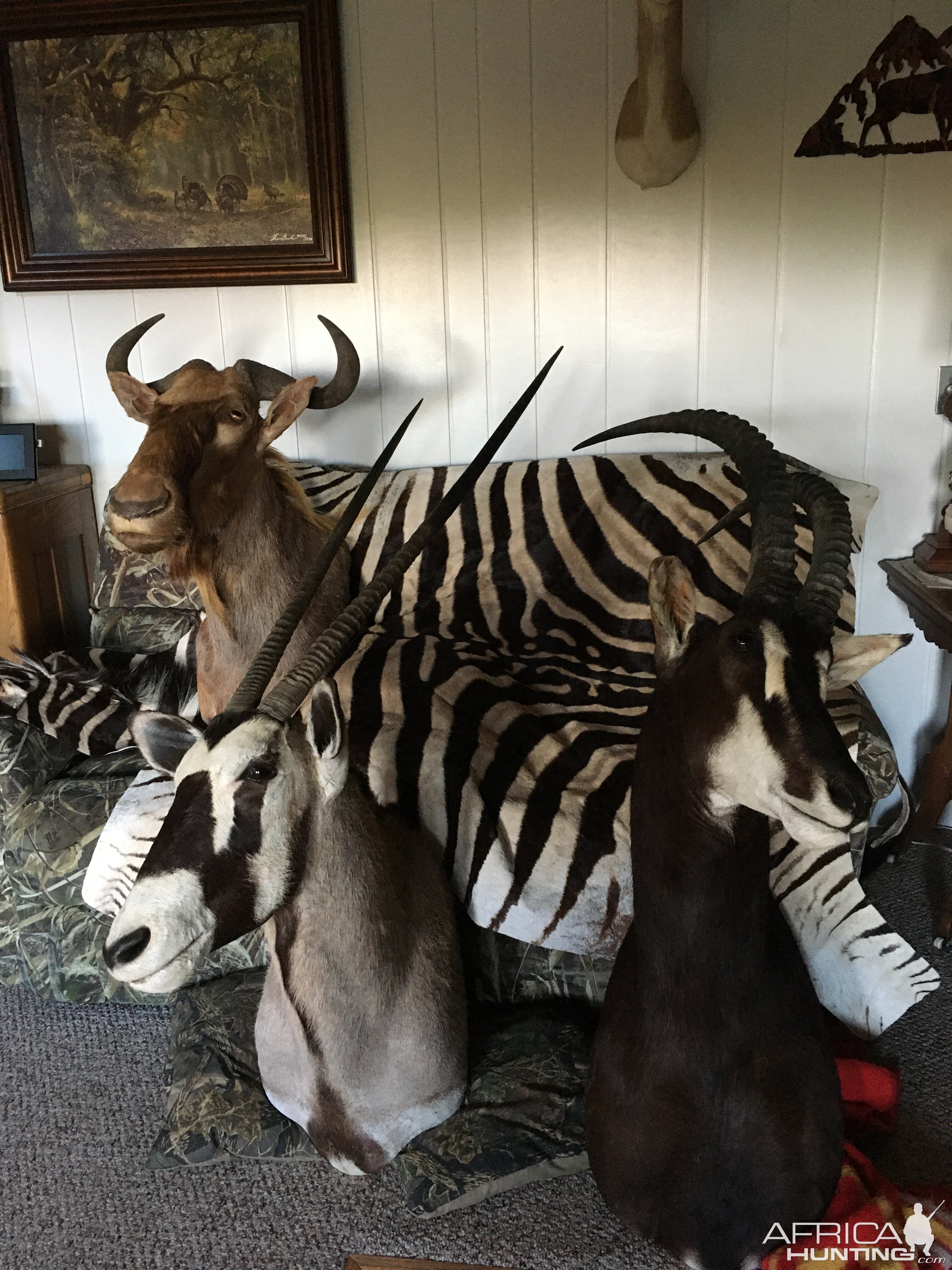 Golden Wildebeest, Gemsbok, Sable Shoulder Mount & Burchell's Plain Zebra Rug Taxidermy