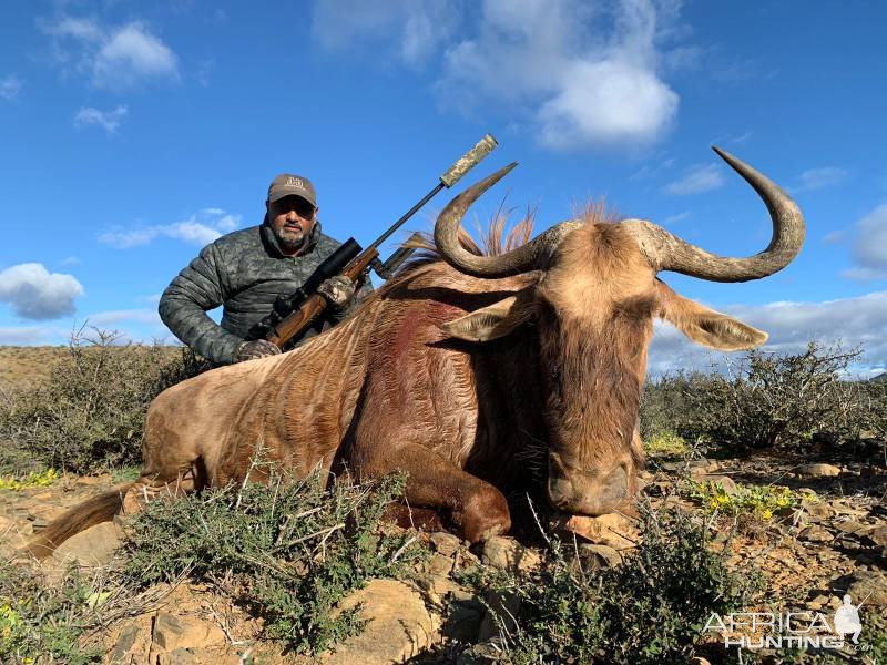 Golden Wildebeest Hunt Eastern Cape South Africa