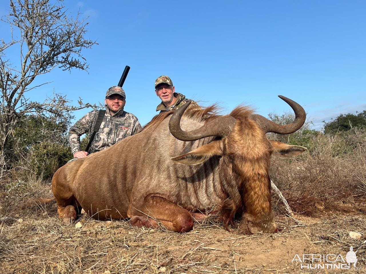 Golden Wildebeest Hunt Eastern Cape South Africa