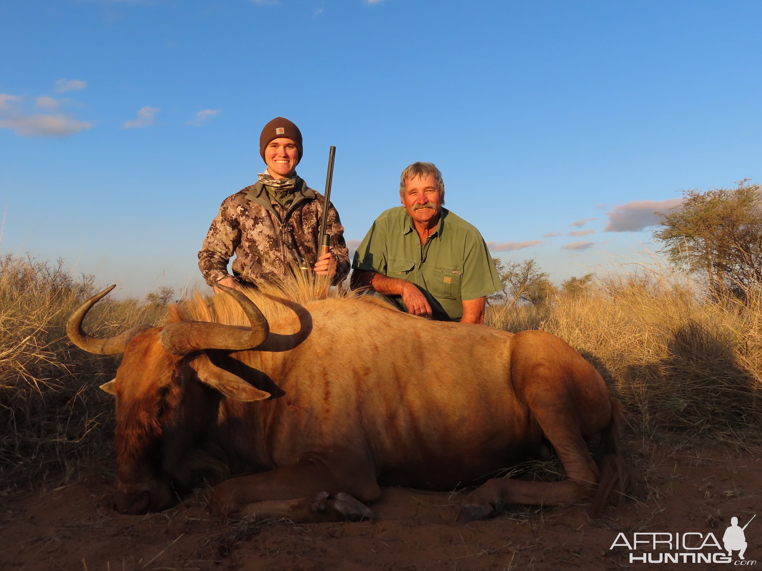 Golden Wildebeest Hunt Kalahari South Africa