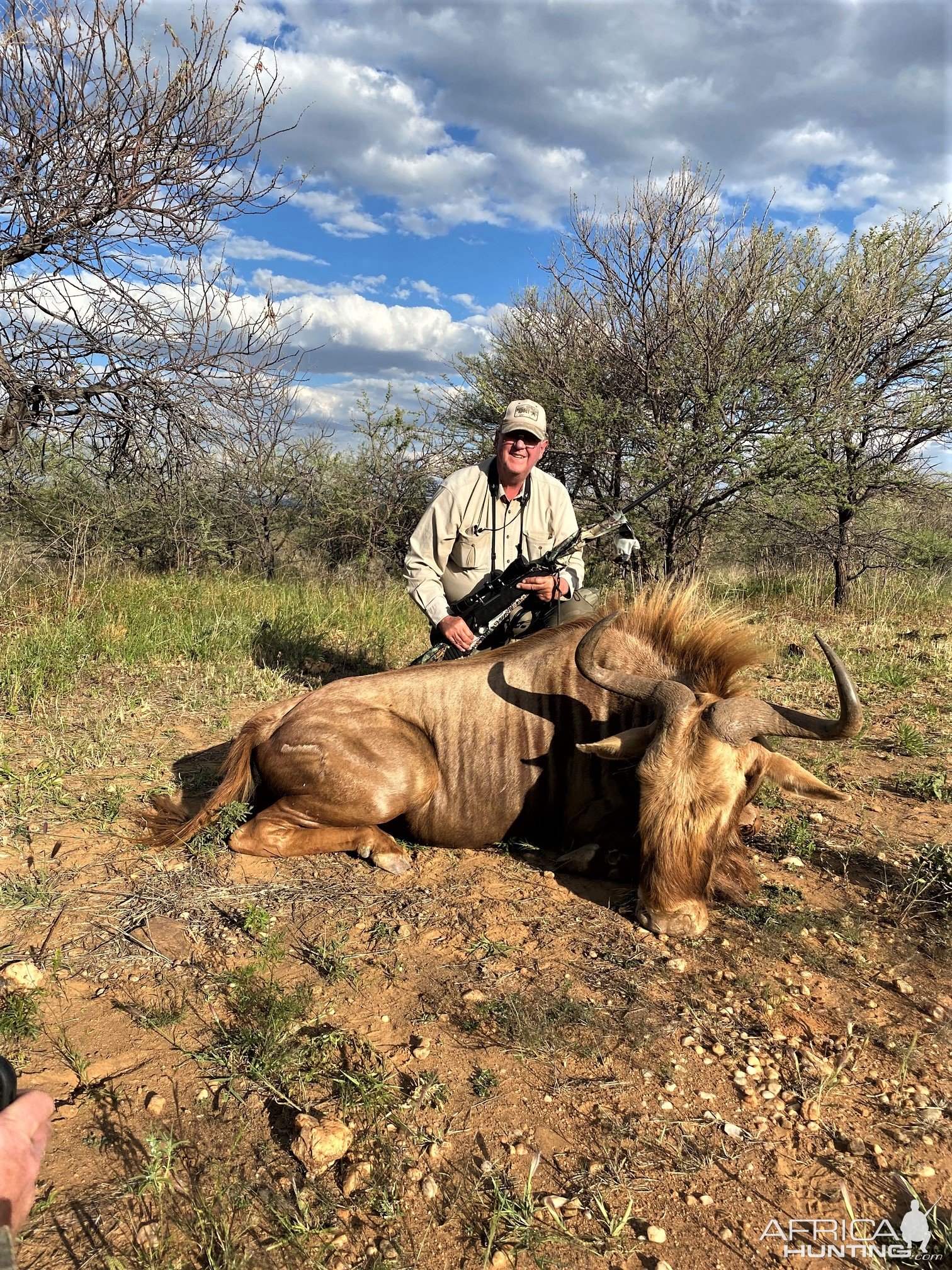 Golden Wildebeest Hunt Namibia