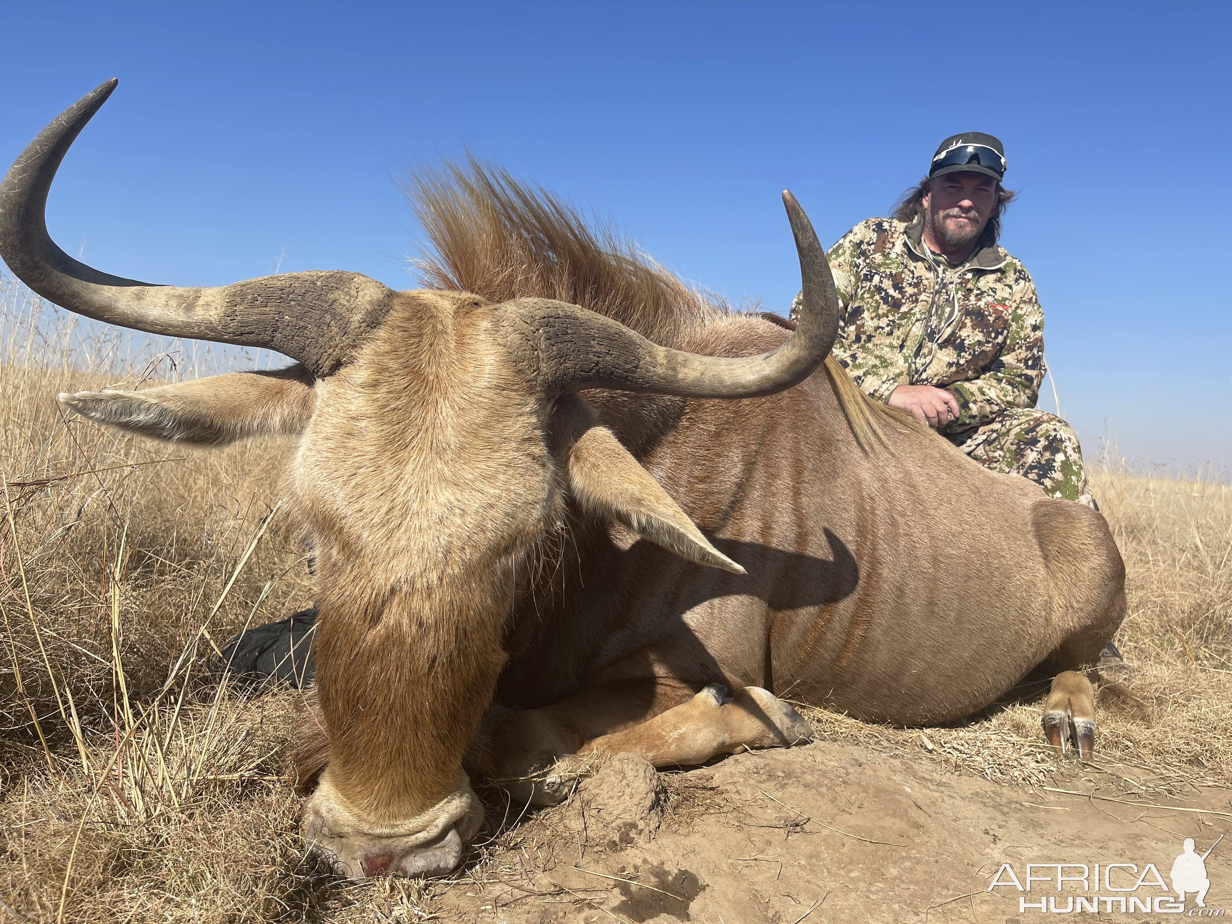 Golden Wildebeest Hunt South Africa