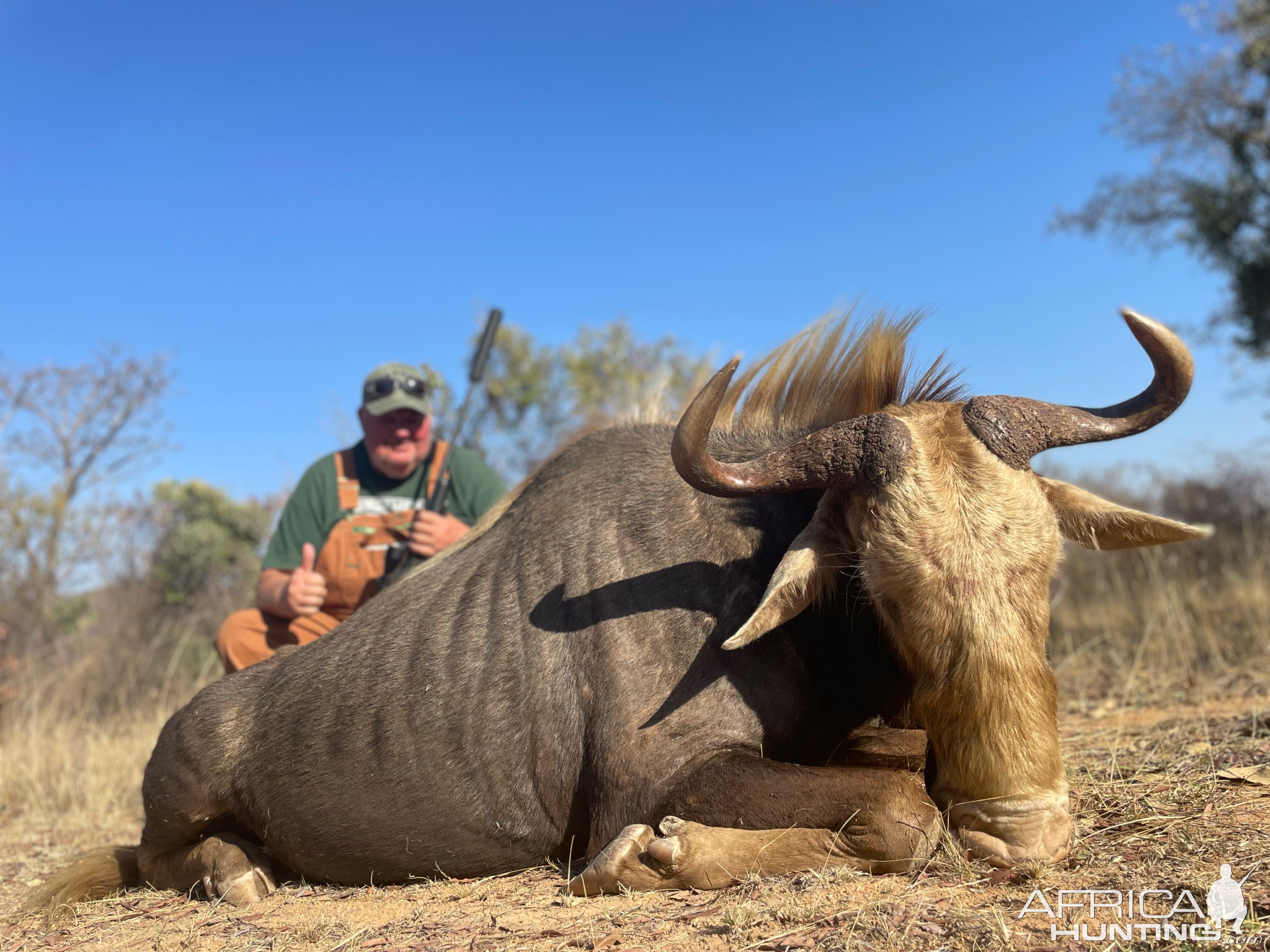 Golden Wildebeest Hunt South Africa